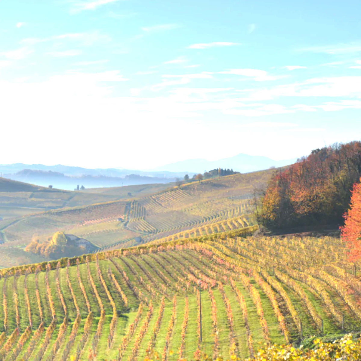 Cascina Ghercina Langhe Nas-cetta 2020