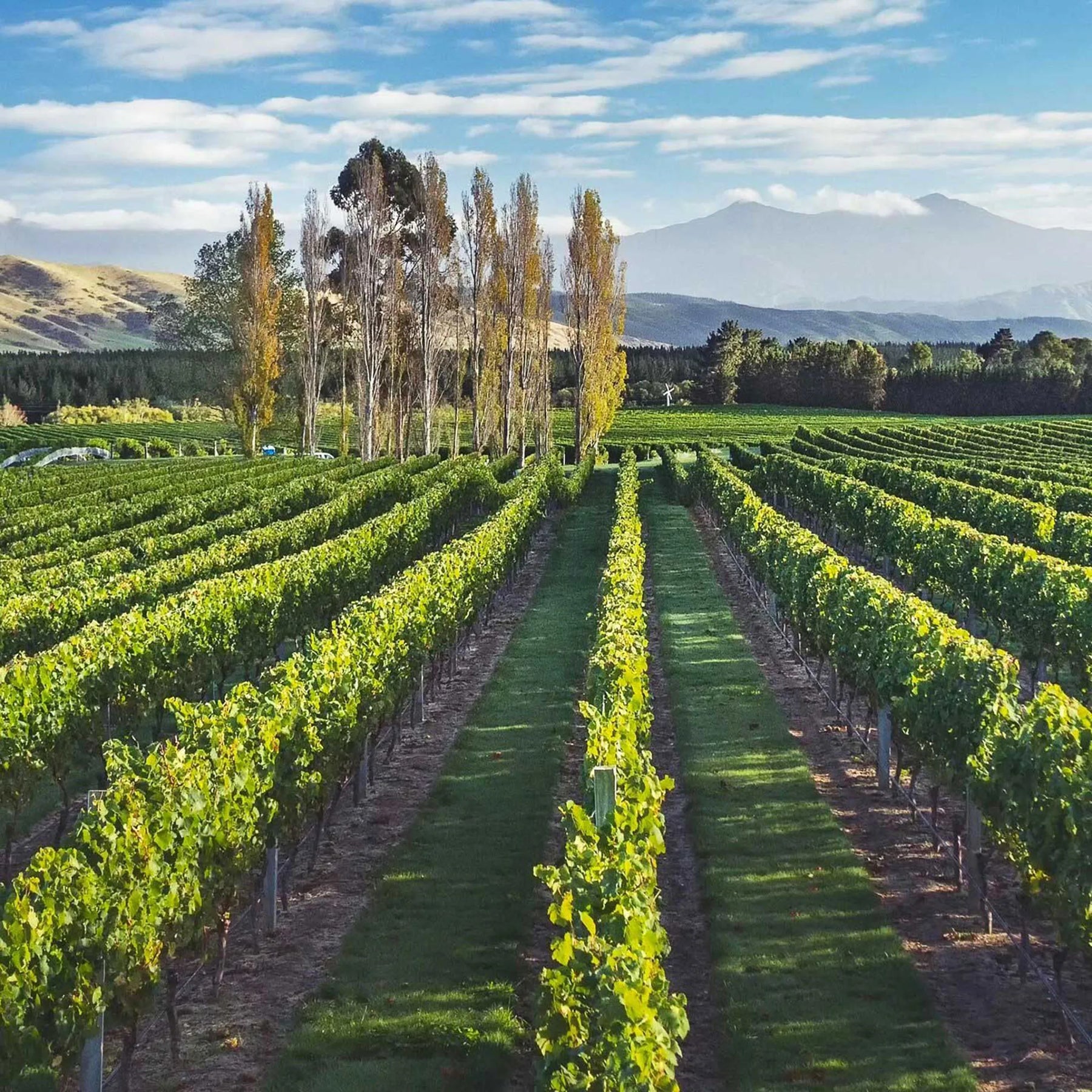Catalina Sounds Pinot Gris 2025