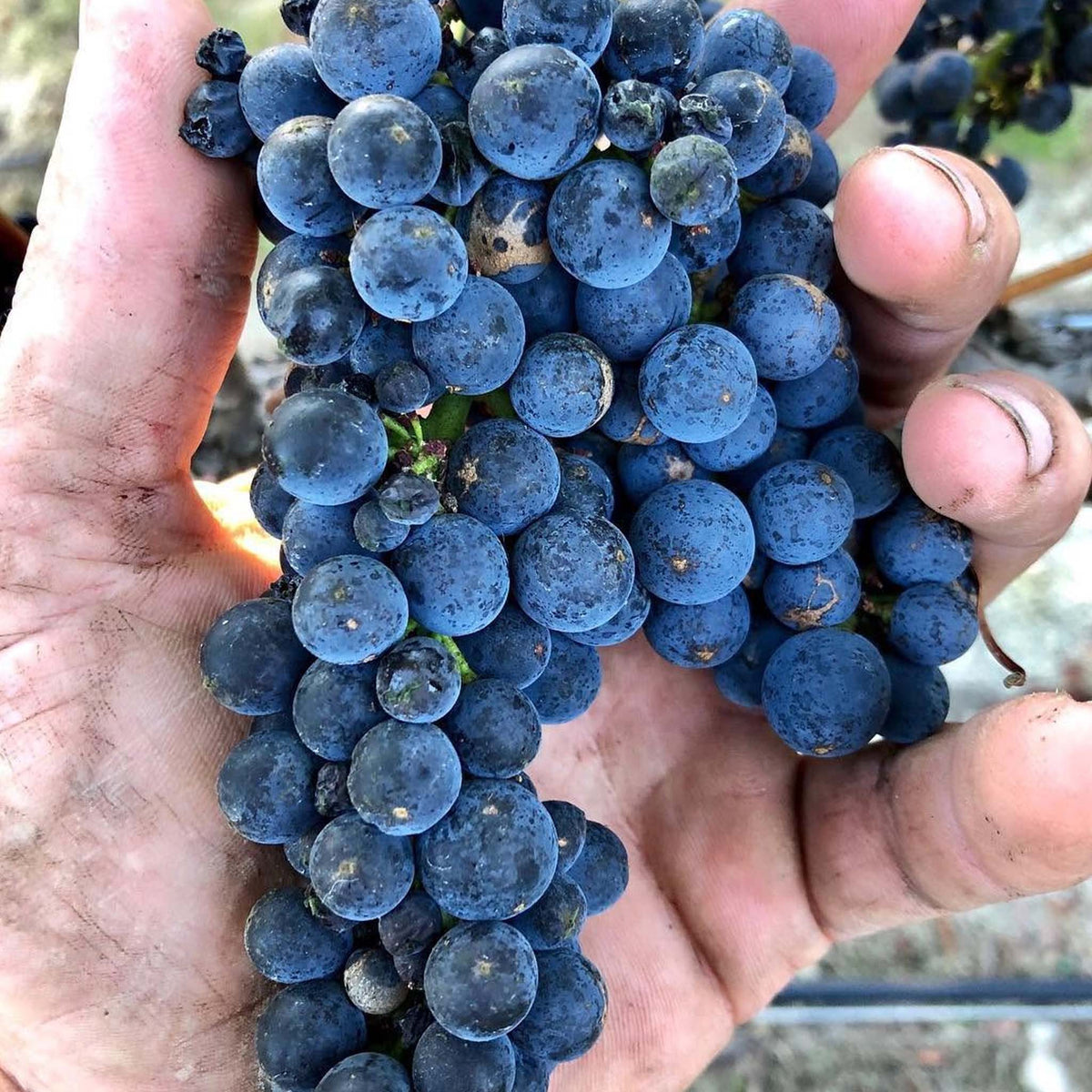 Catalina Sounds Pinot Noir 2024