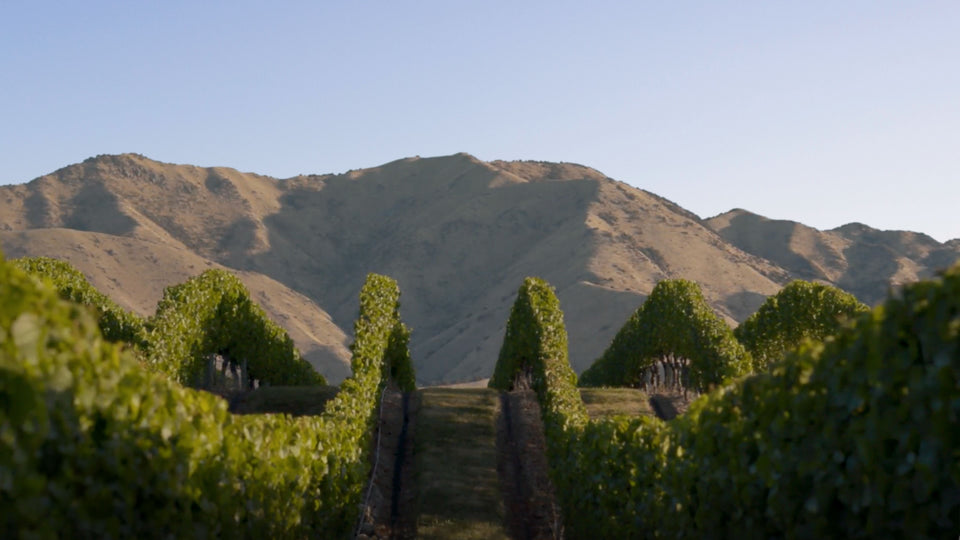 Vineyard brand story