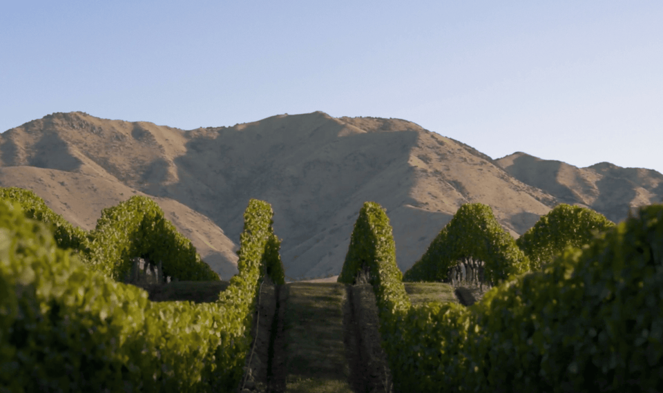Vineyard brand story
