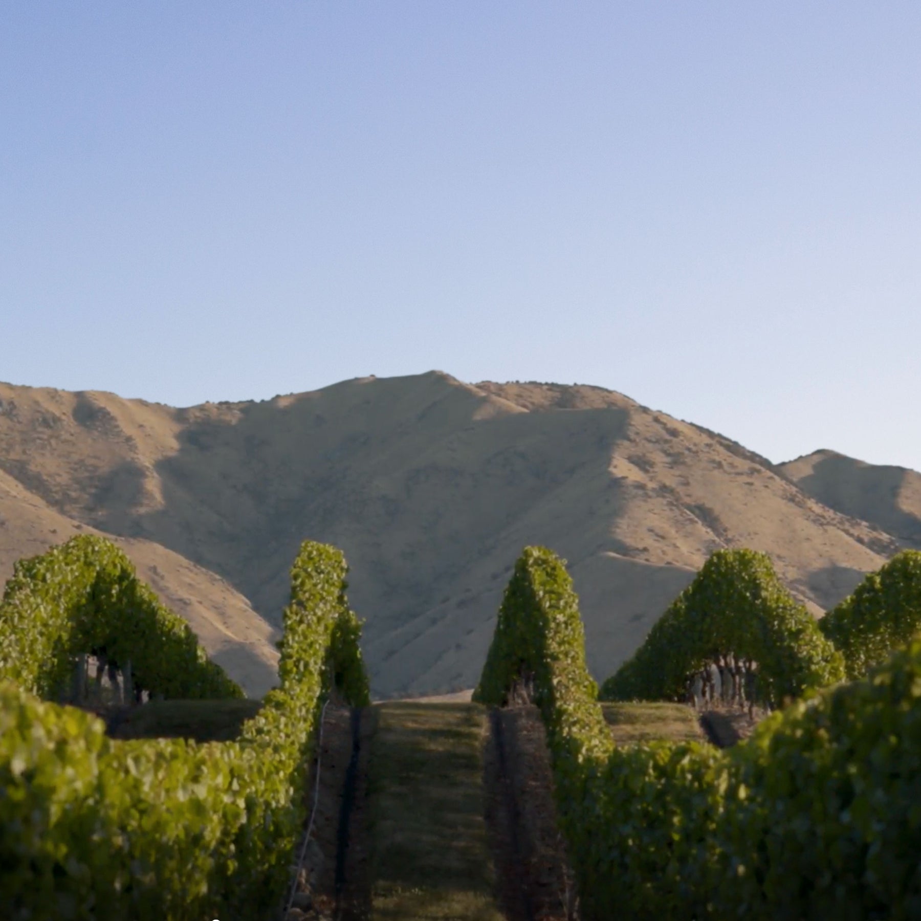 Catalina Sounds Chardonnay 2024