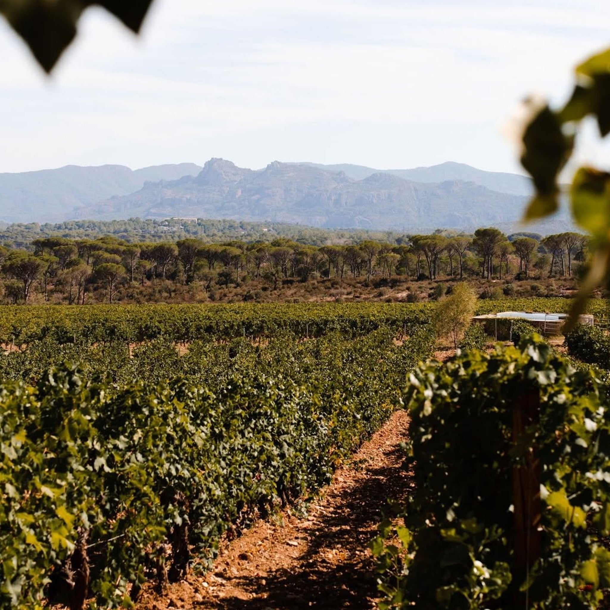 Caves D’Esclans Whispering Angel Rose 2024 (6 Bottles)