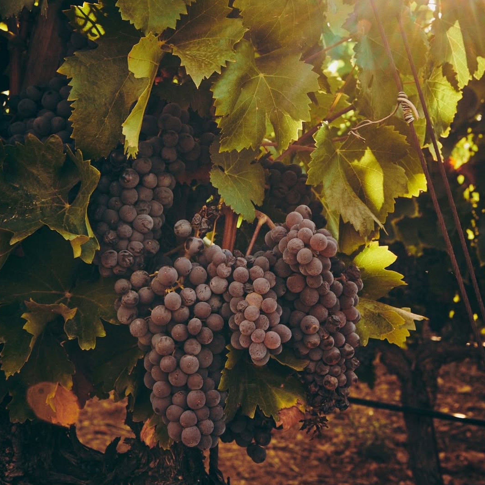 Philosophy | Château d’Esclans