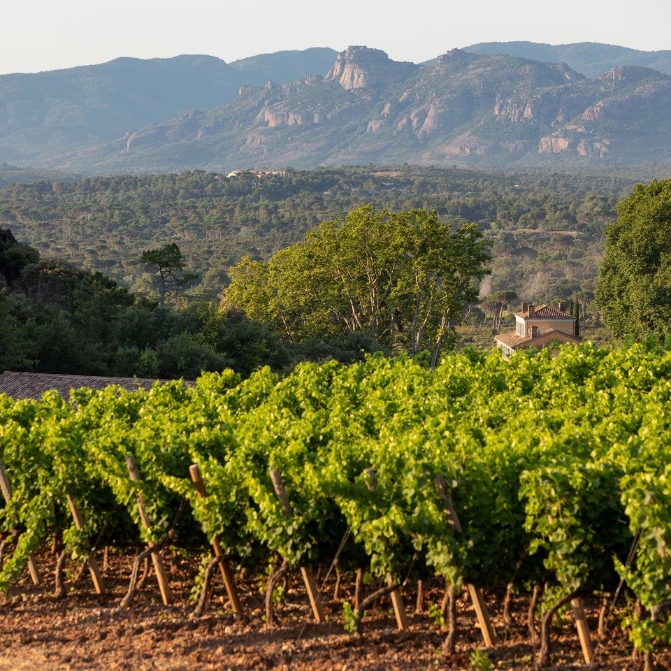 The Vineyard brand story