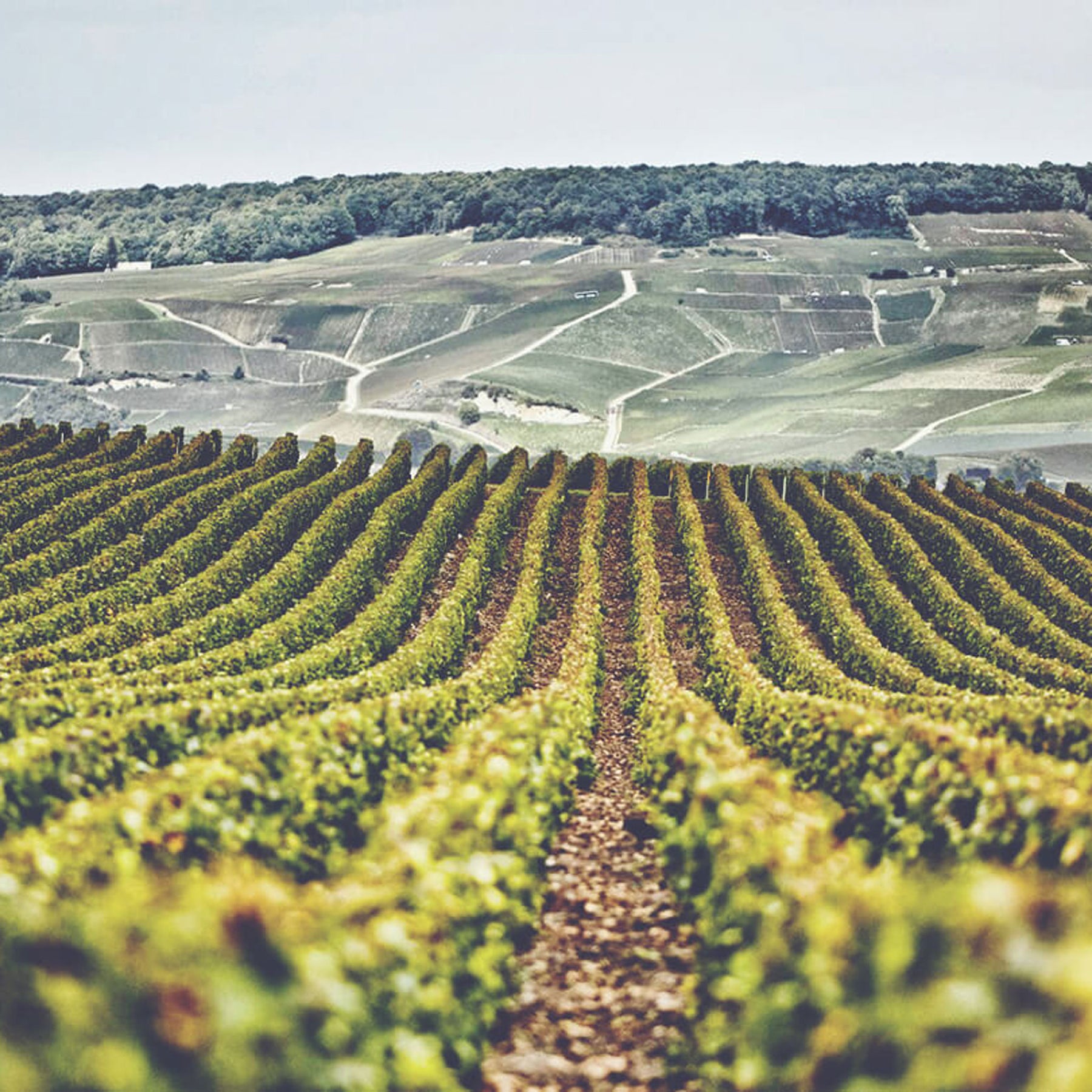Henriot Blanc de Blancs NV