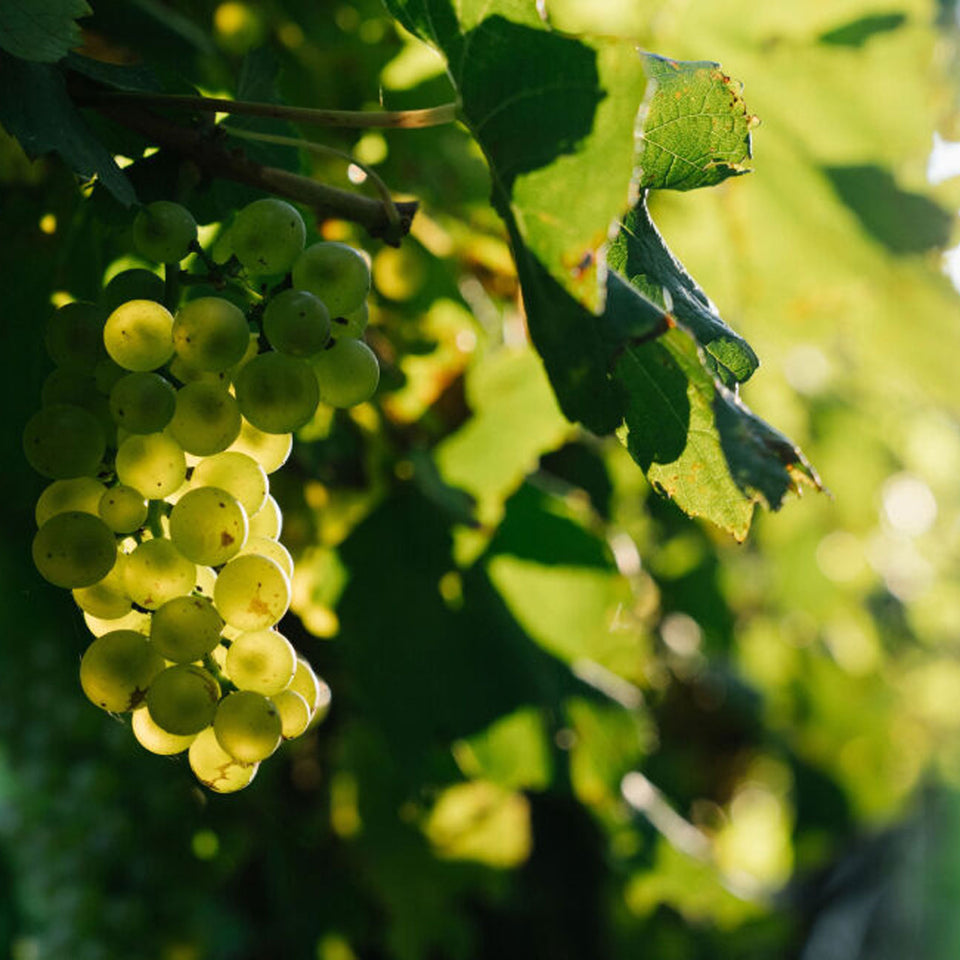 The Vineyard brand story