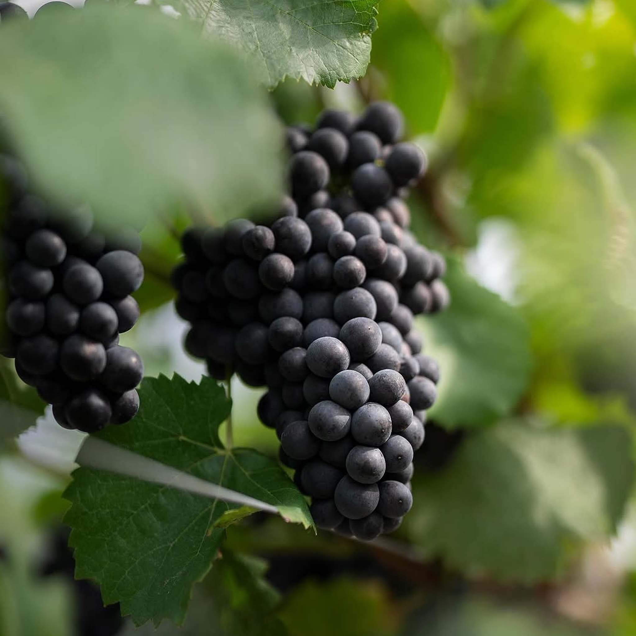 Charles Heidsieck Brut Réserve NV (Gift Boxed)