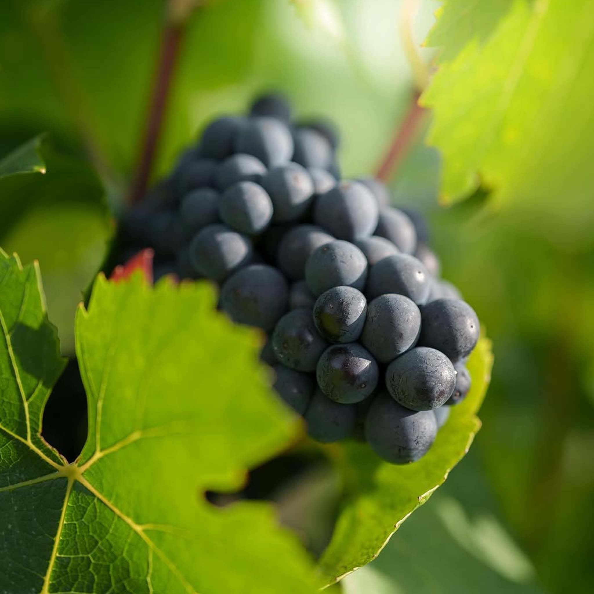 Charles Heidsieck Blanc des Millénaires 2014