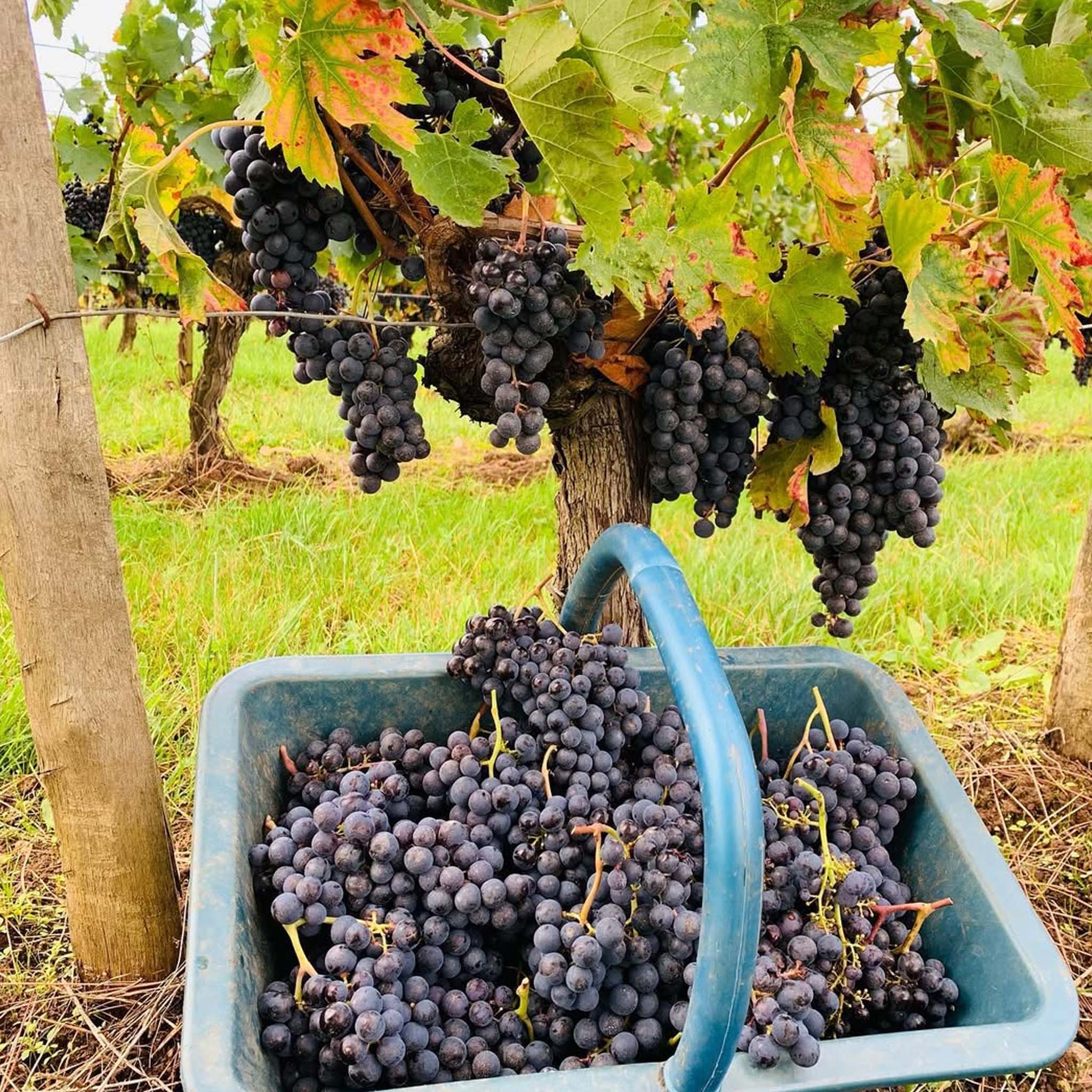 Chateau St. Georges Saint-Georges-Saint-Émilion 2019