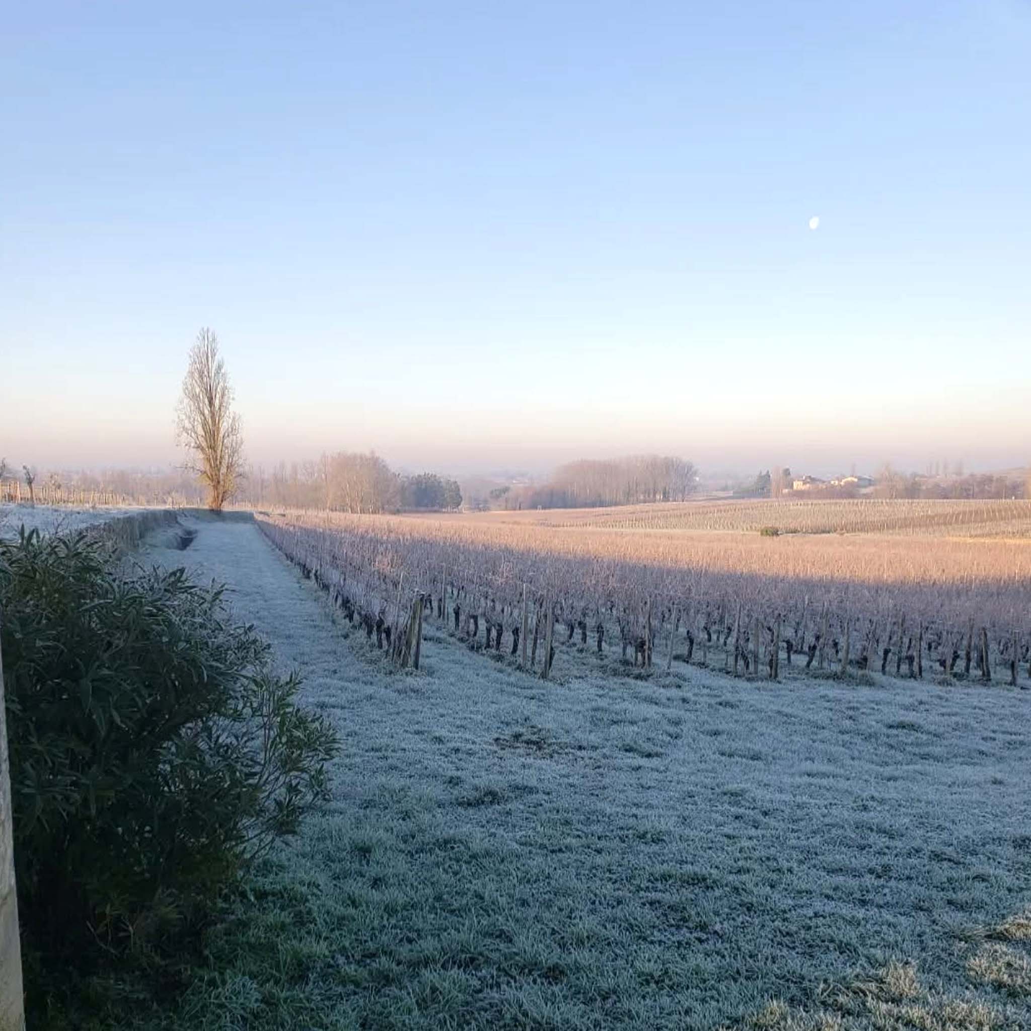 Chateau St. Georges Saint-Georges-Saint-Émilion 2019