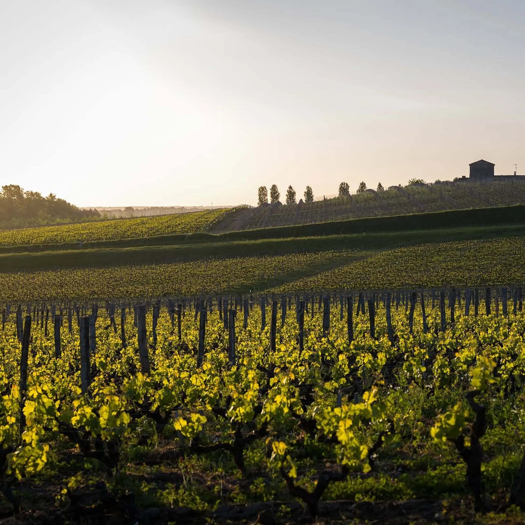 Château d'Yquem2013 375ml