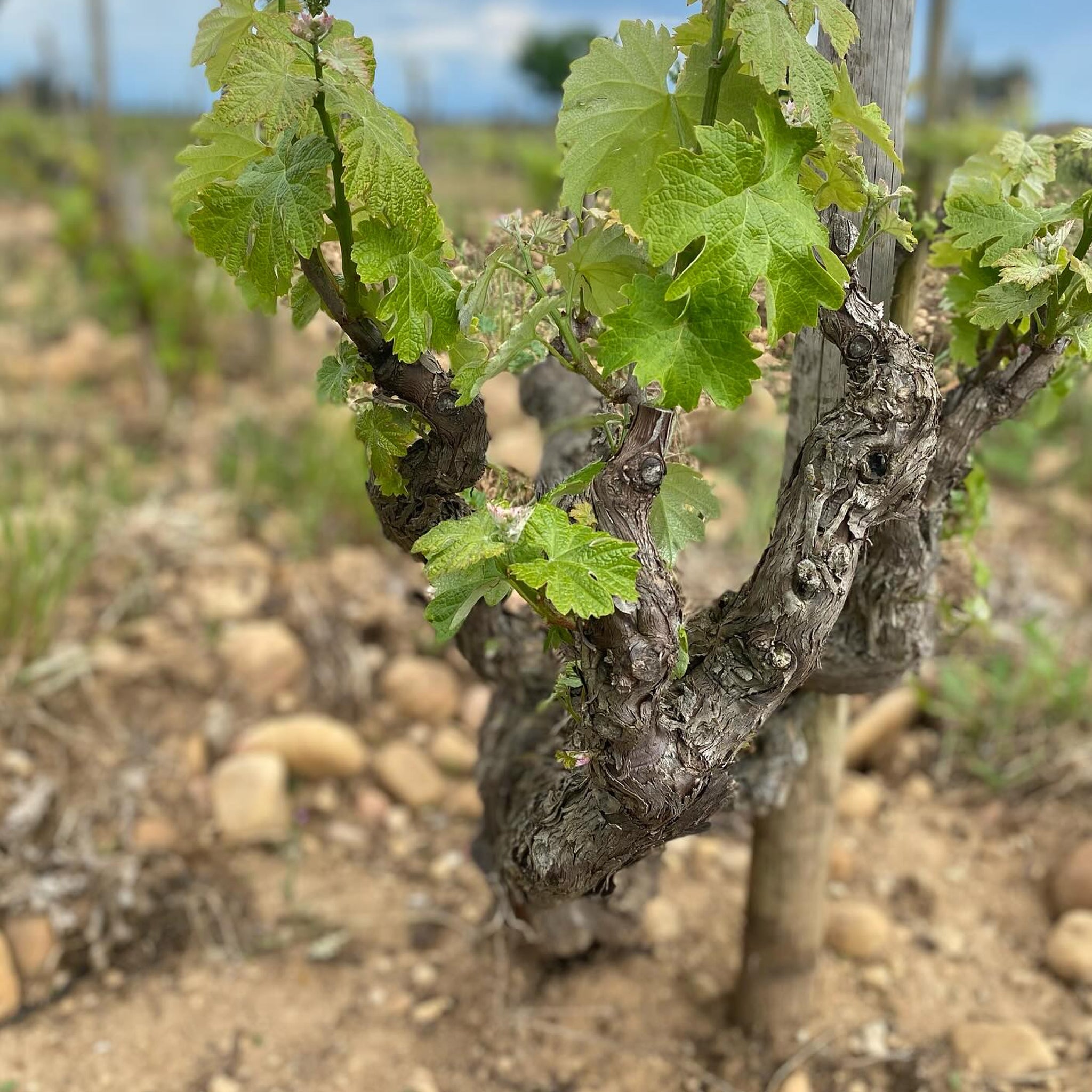 Chateau de Beaucastel Hommage à Jacques Perrin 2015