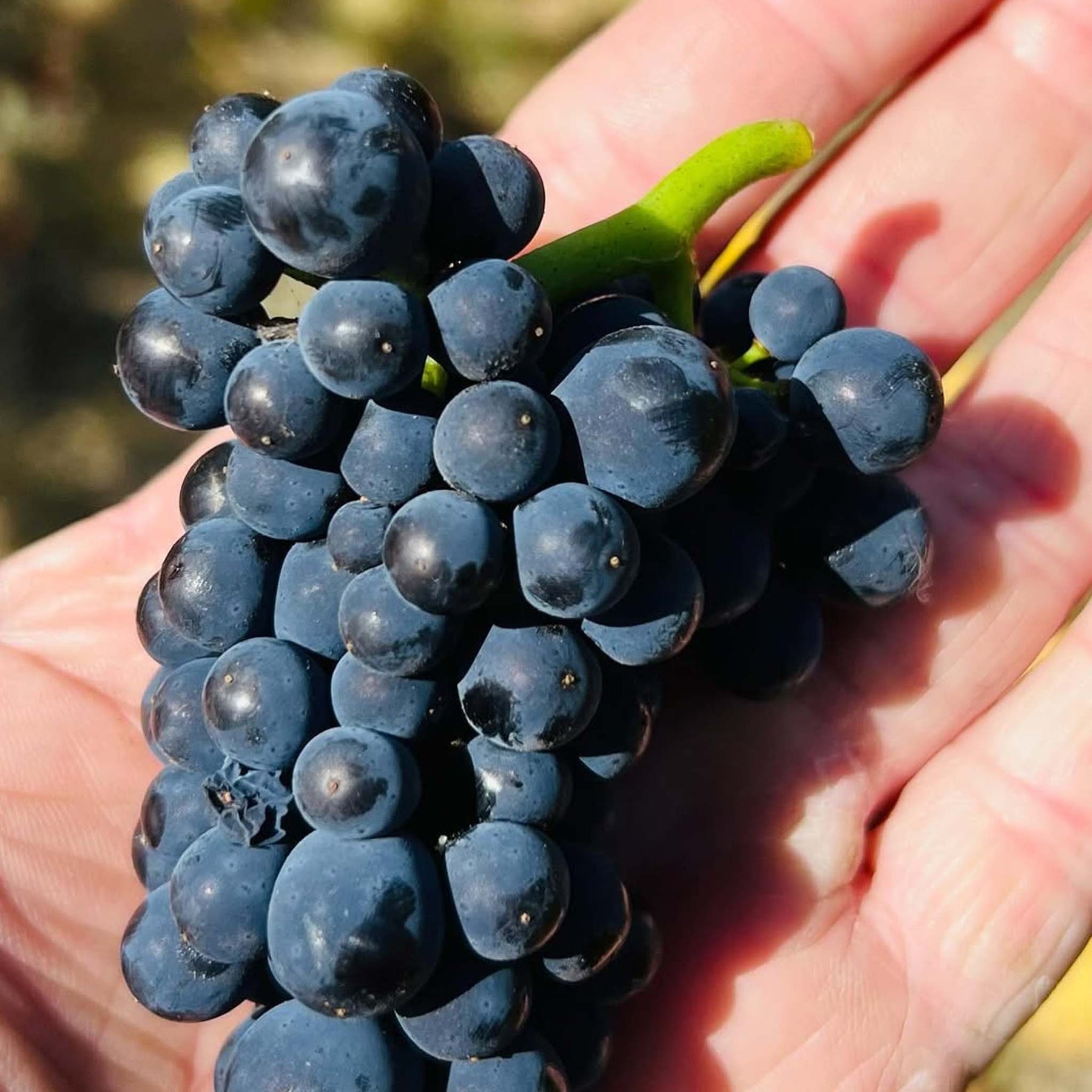 Chatto Intrigue Pinot Noir 2024