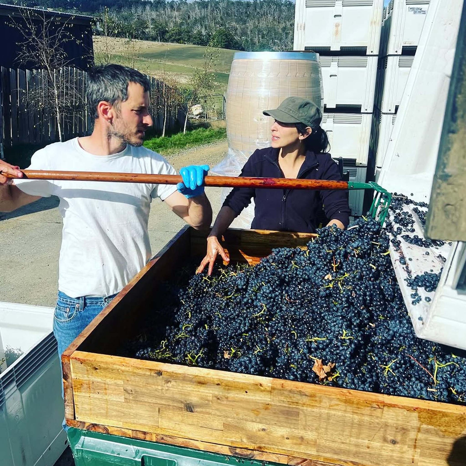 Chatto Intrigue Pinot Noir 2024