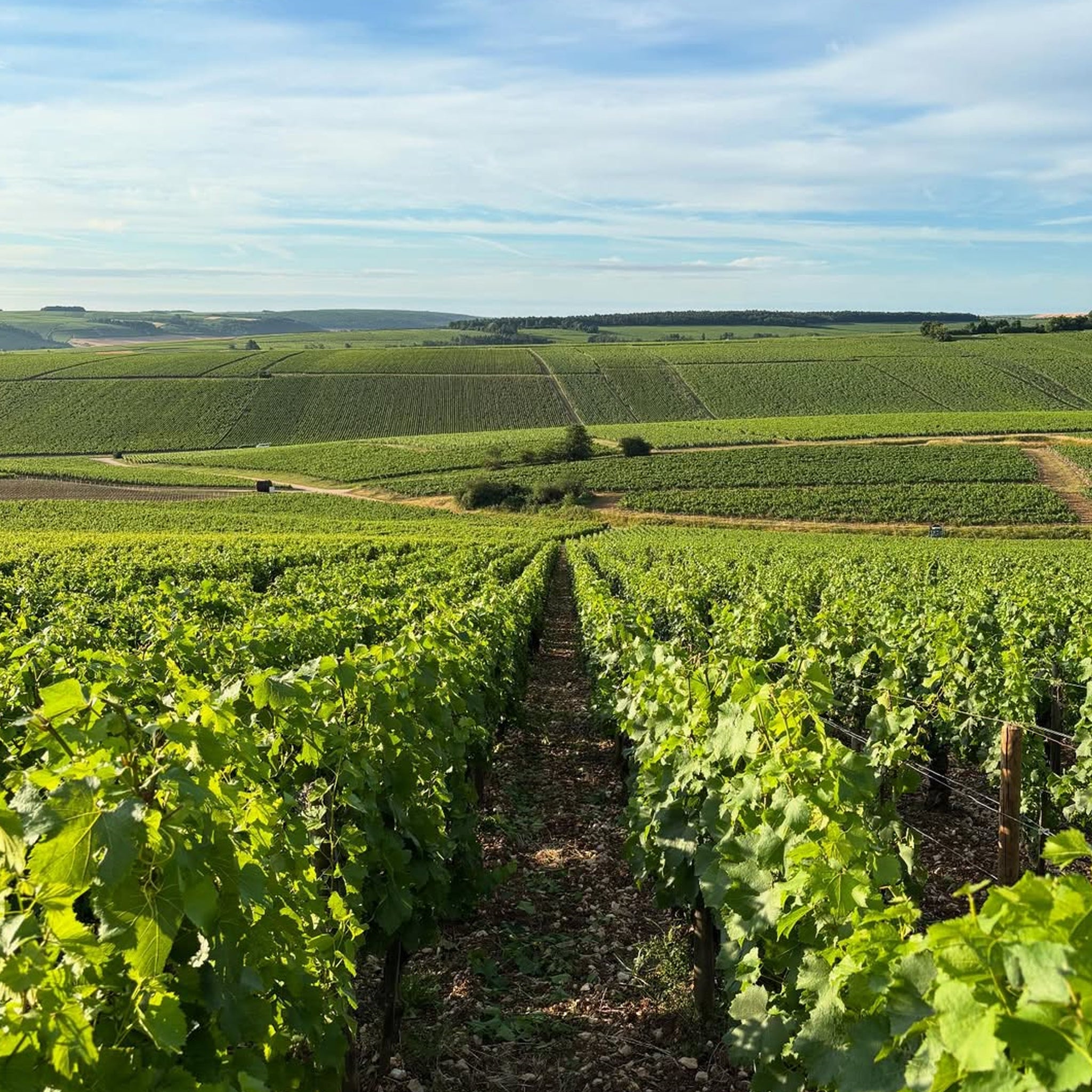 Domaine Christian Moreau Père Et Fils Chablis Grand Cru Les Clos Clos des Hospices 2023