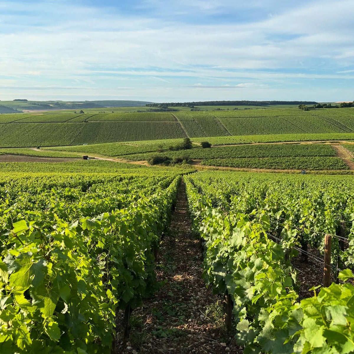 Domaine Christian Moreau Père Et Fils Chablis Grand Cru Les Clos Clos des Hospices 2023