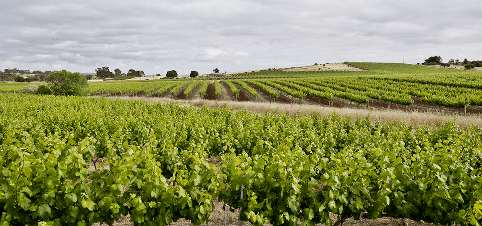 Vineyard brand story
