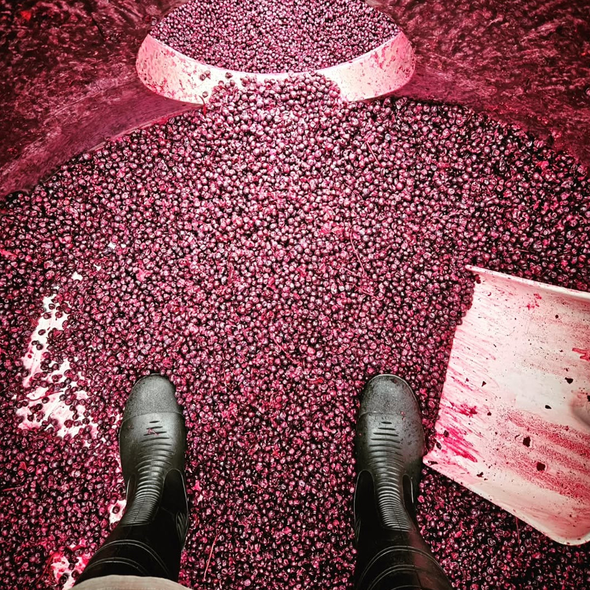Clarence House Estate Pinot Noir 2024