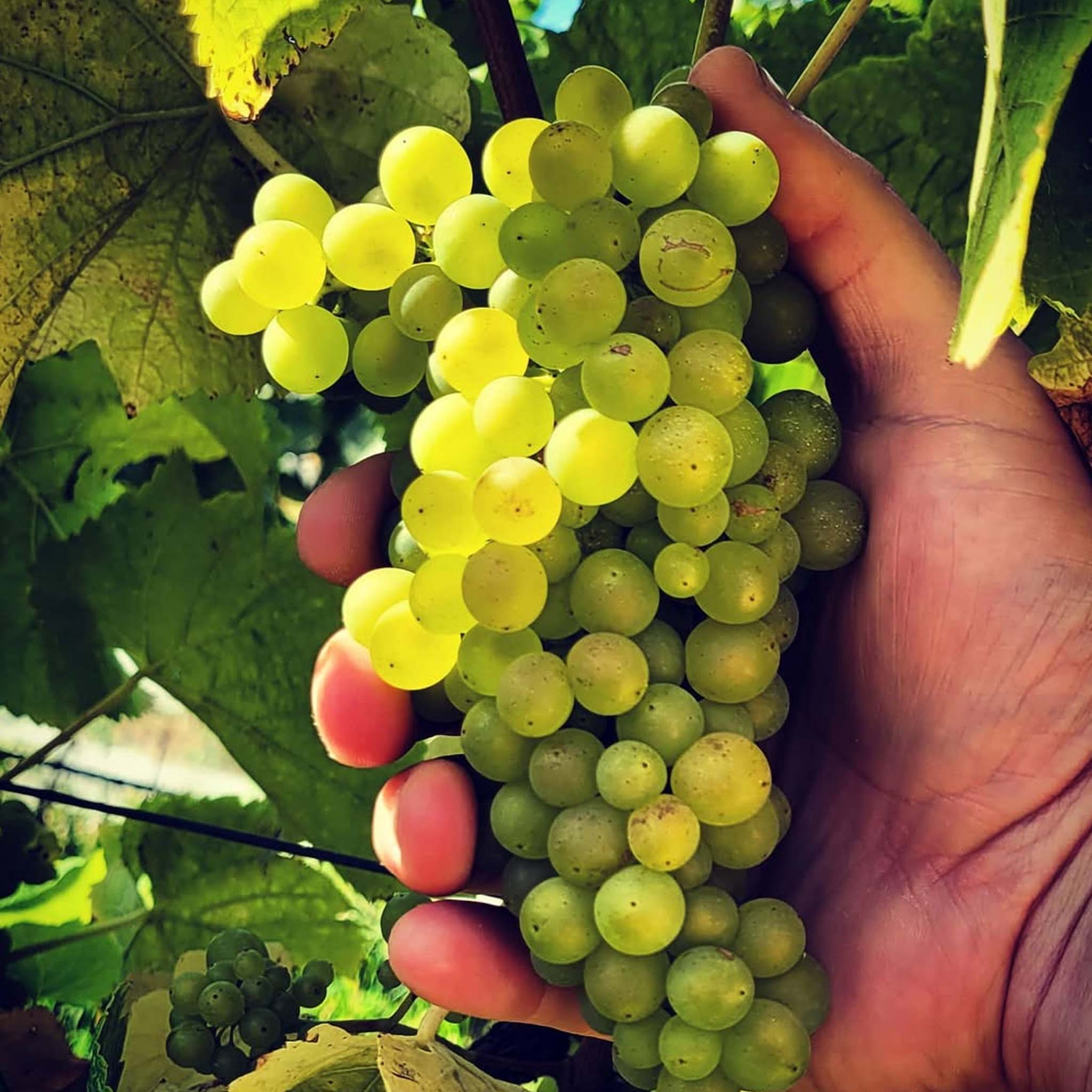 Clarence House Estate Chardonnay 2024