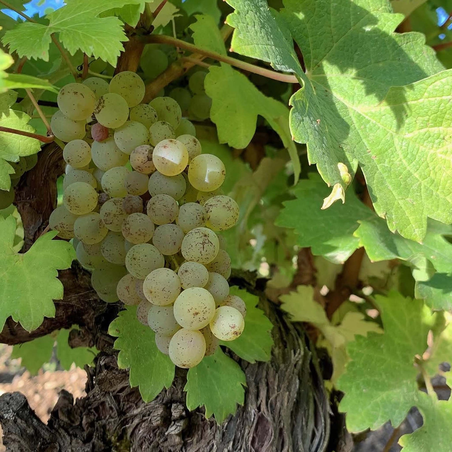 Domaine Claude Riffault Les Denisottes Sancerre 2023