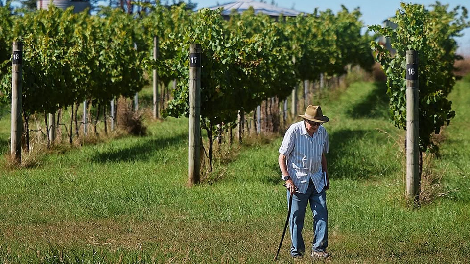 The Vineyard brand story