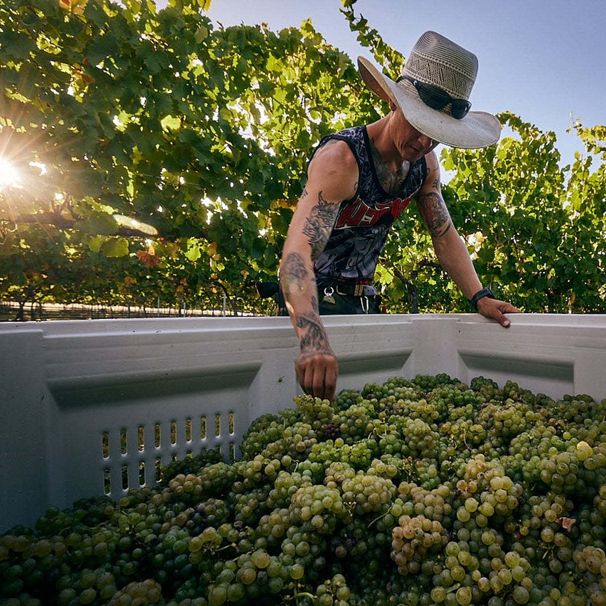 Clonakilla Riesling 2025