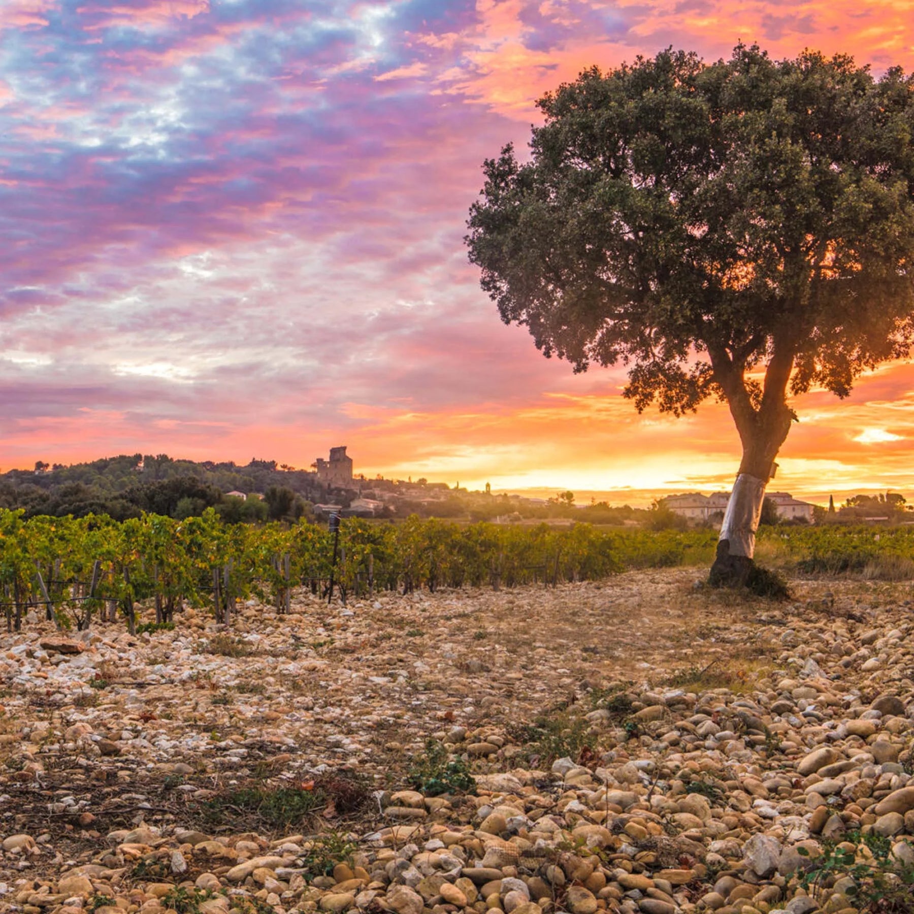 Clos des Papes Châteauneuf-du-Pape Blanc 2024