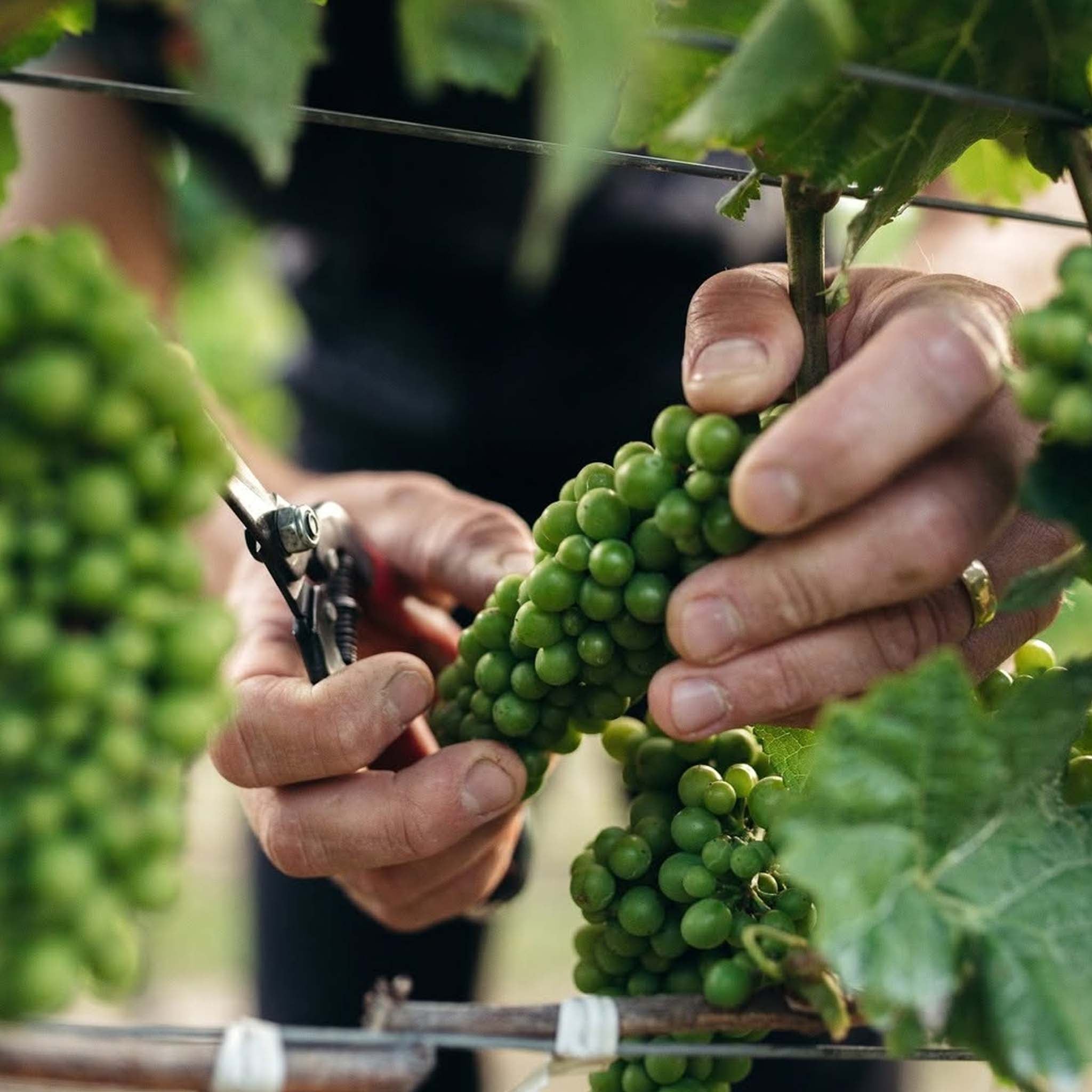 Cloudy Bay Chardonnay 2023