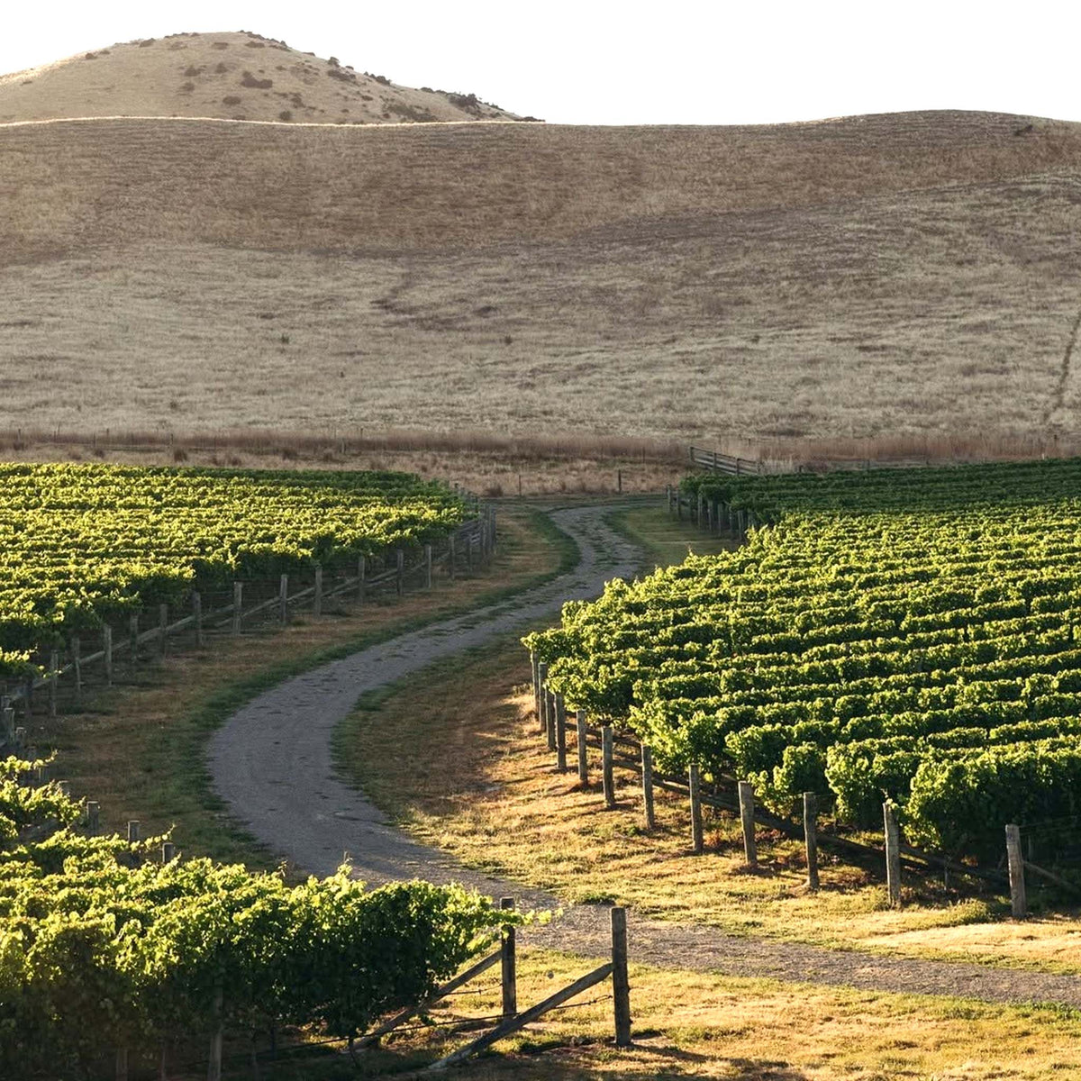 Cloudy Bay Chardonnay 2023
