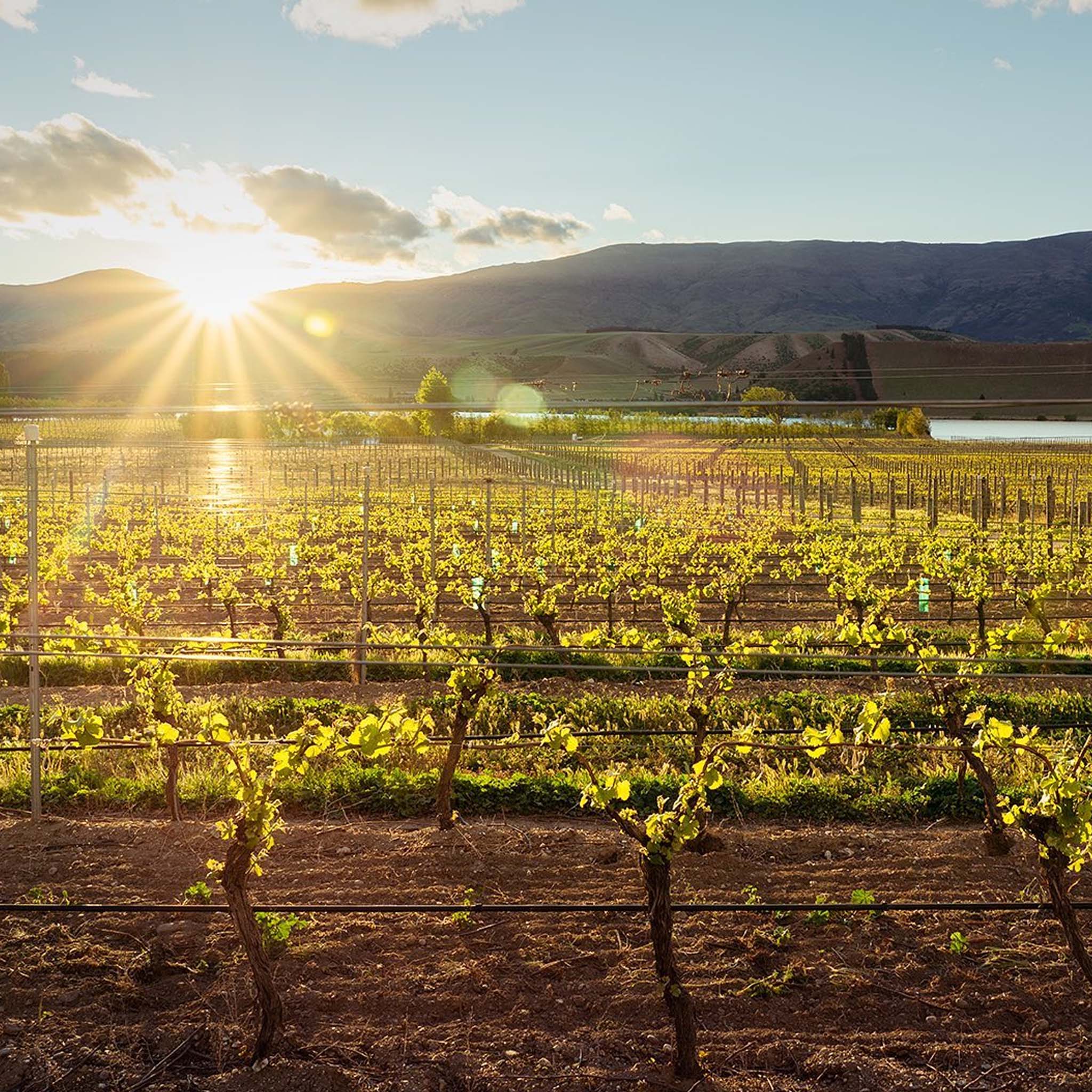 Cloudy Bay Pinot Noir 2023