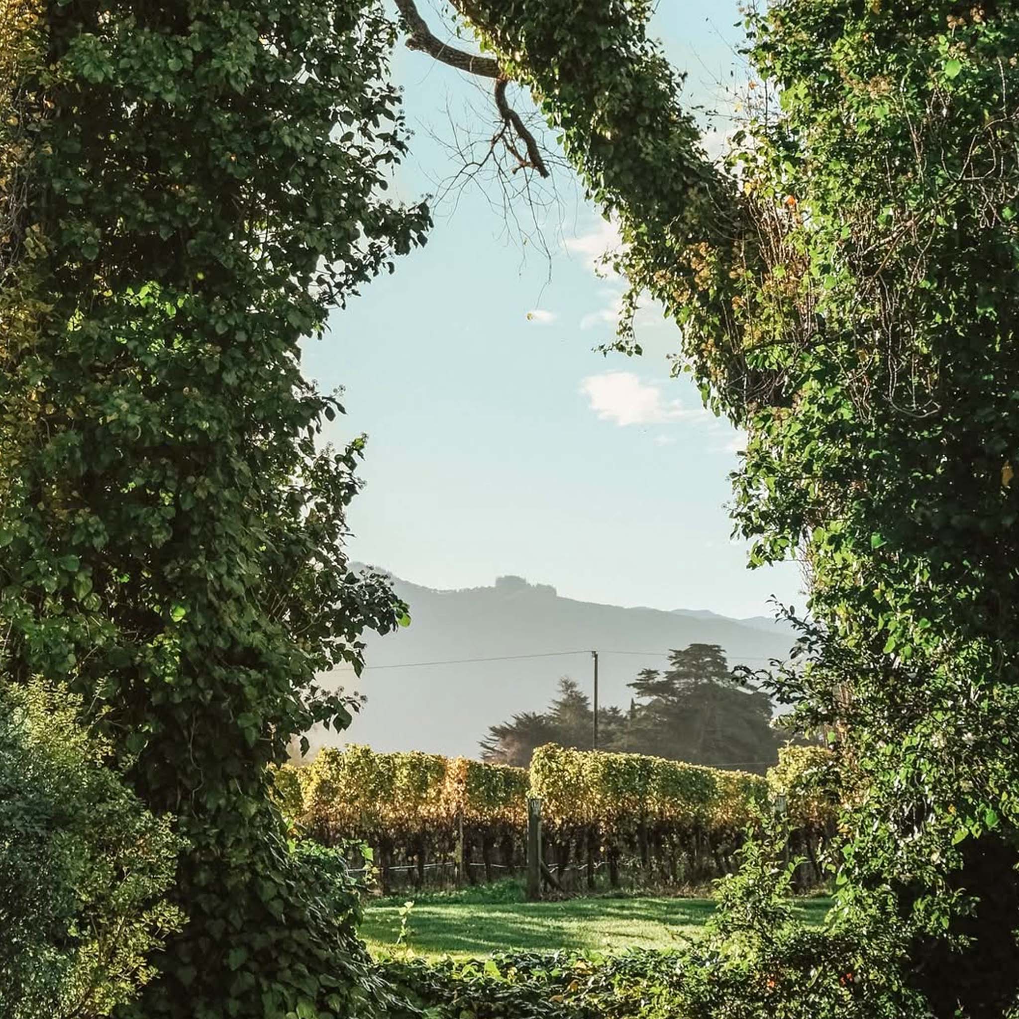 Cloudy Bay Pinot Noir 2023