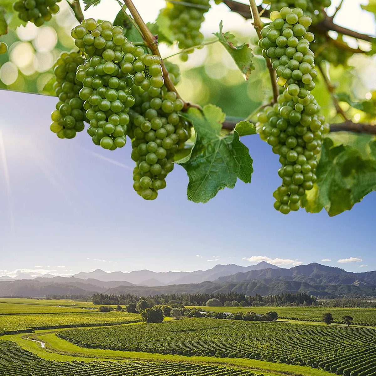 Cloudy Bay Chardonnay 2023