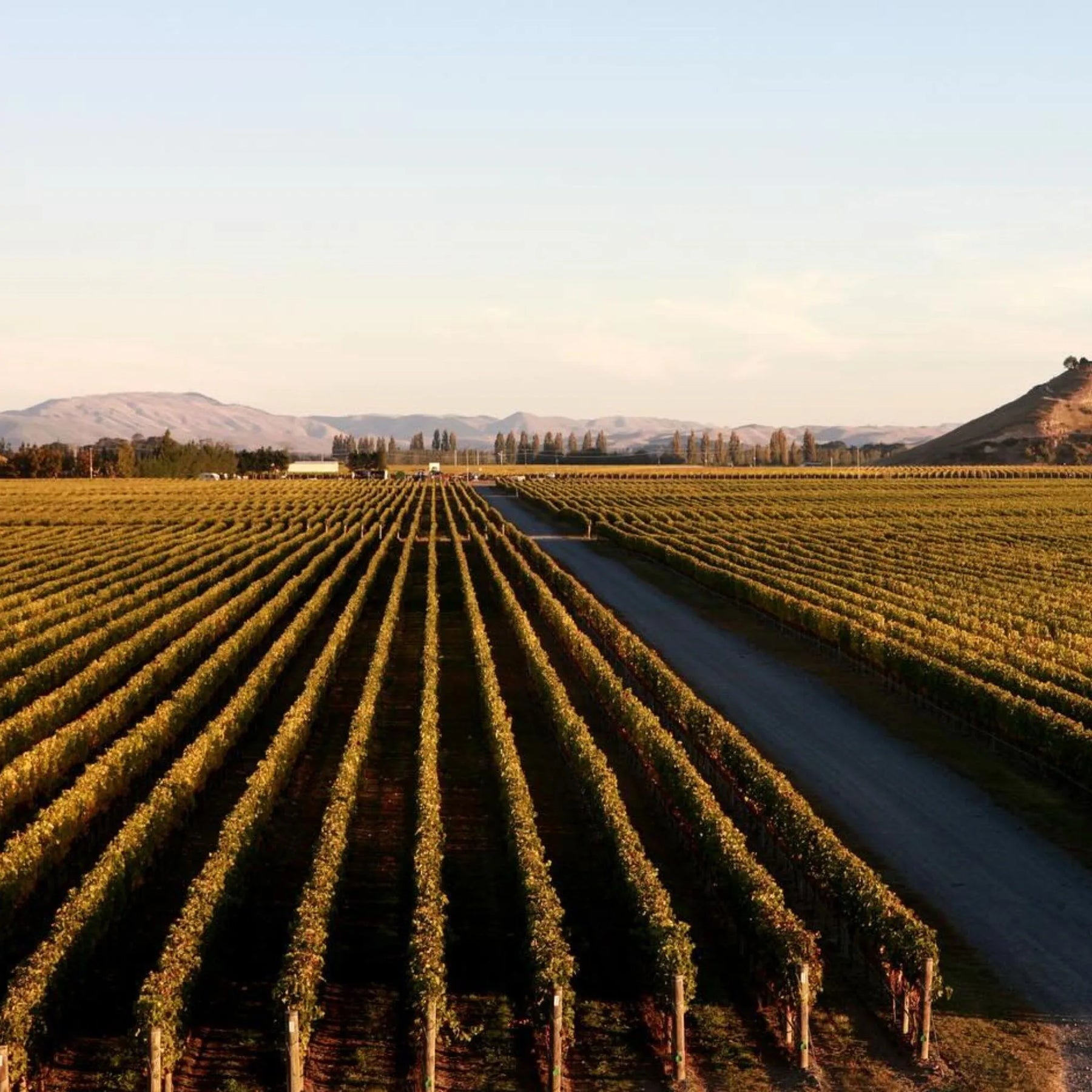 Craggy Range Te Muna Road Pinot Noir 2025