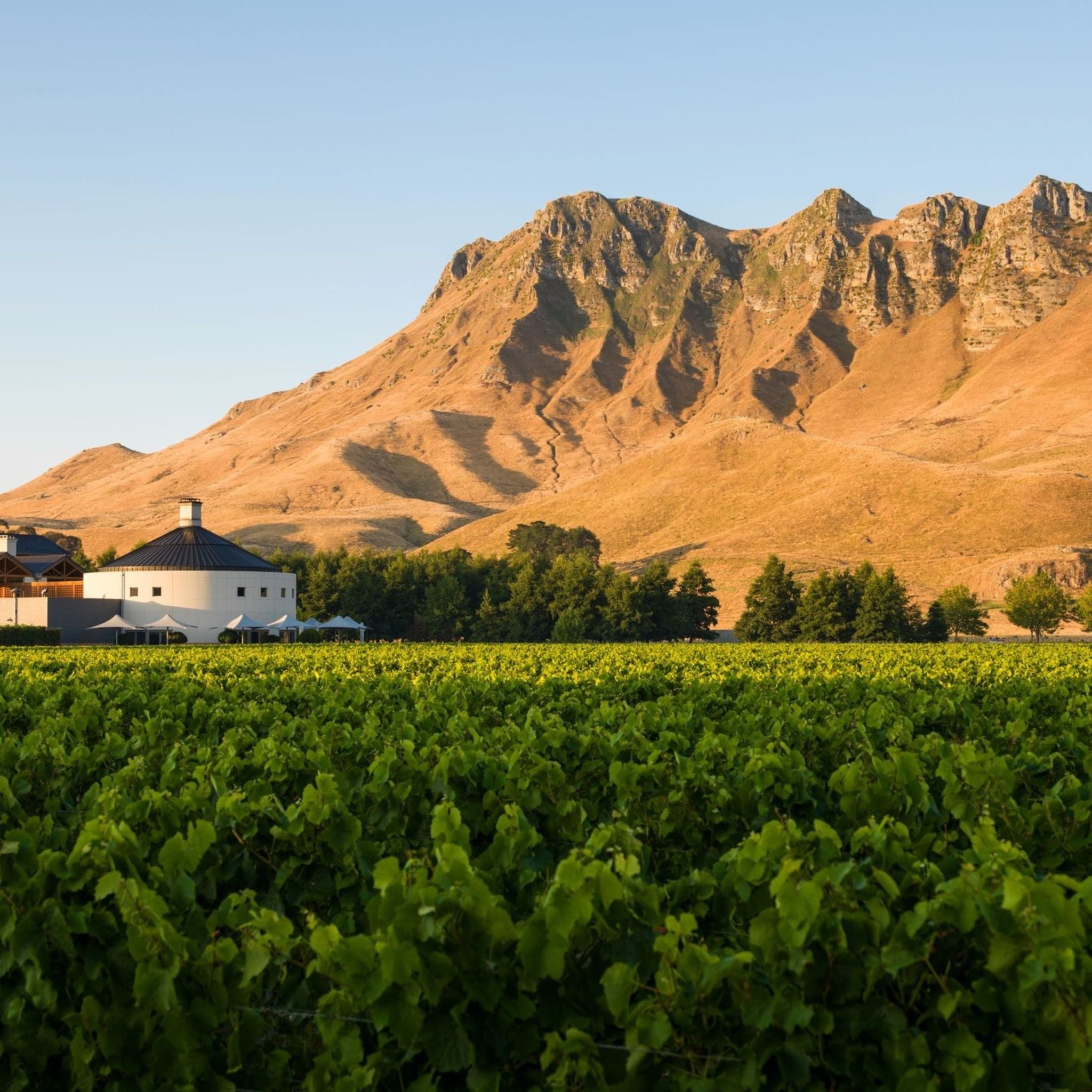 Craggy Range Martinborough Pinot Noir 2025