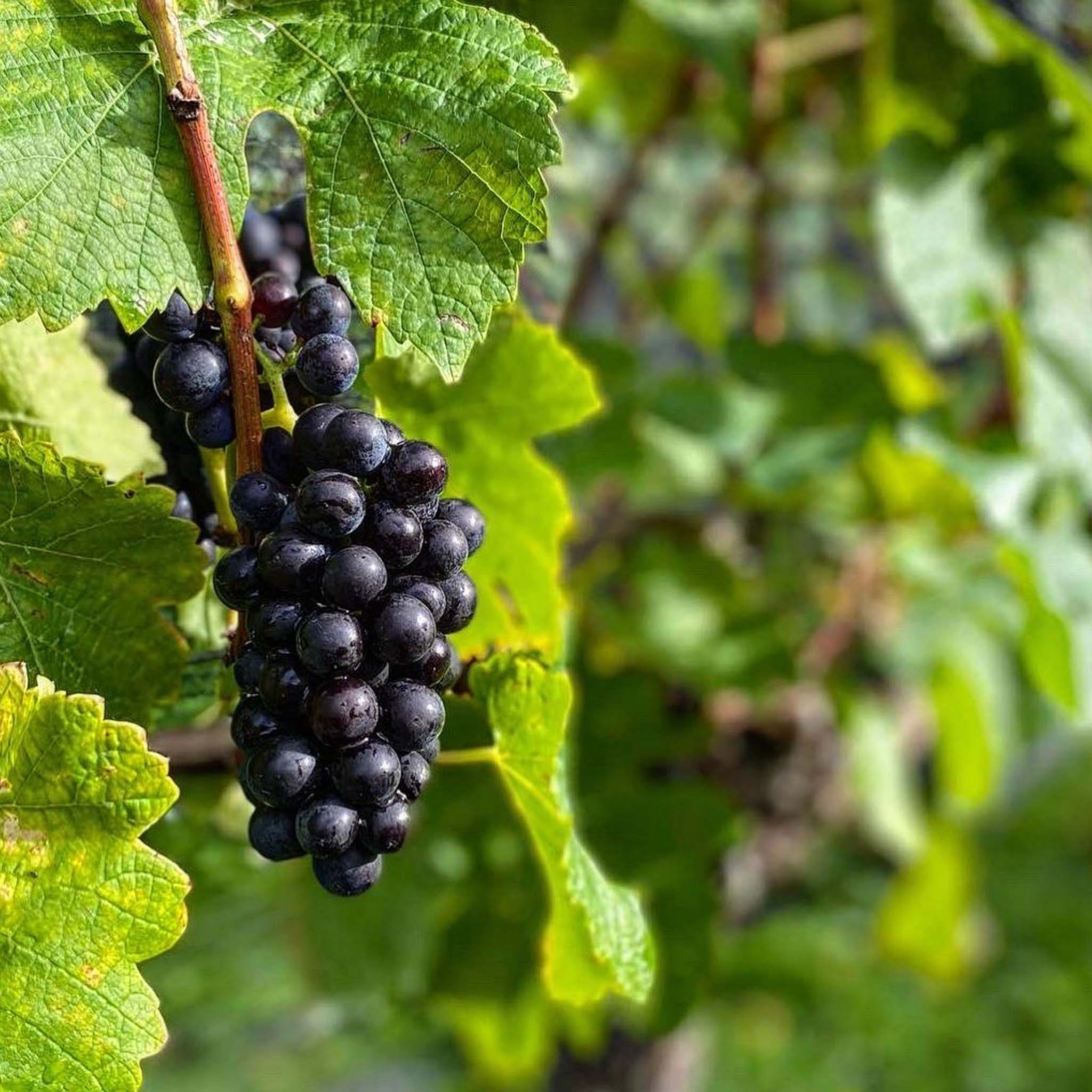 Craggy Range Martinborough Pinot Noir 2025