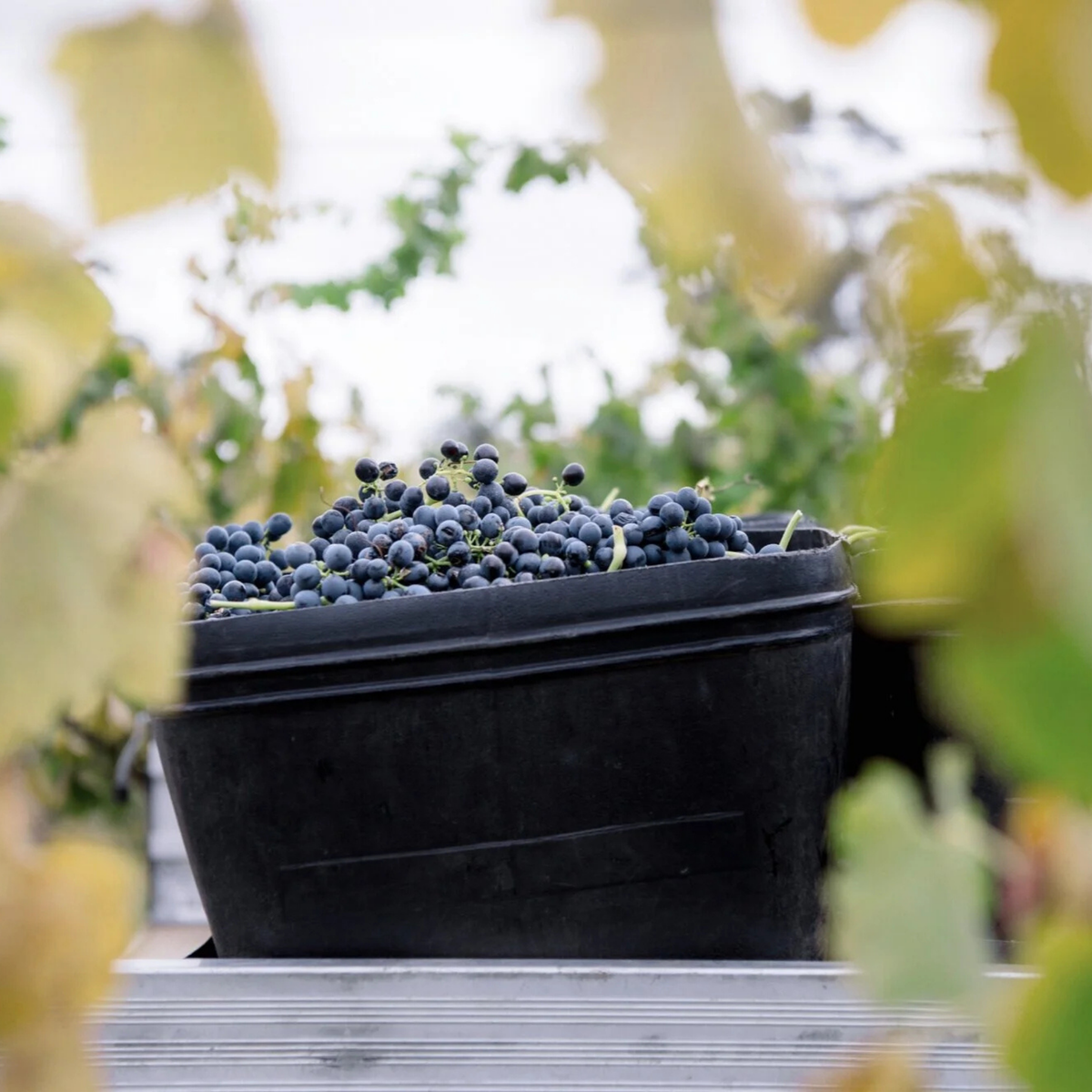 Craiglee Shiraz 2020