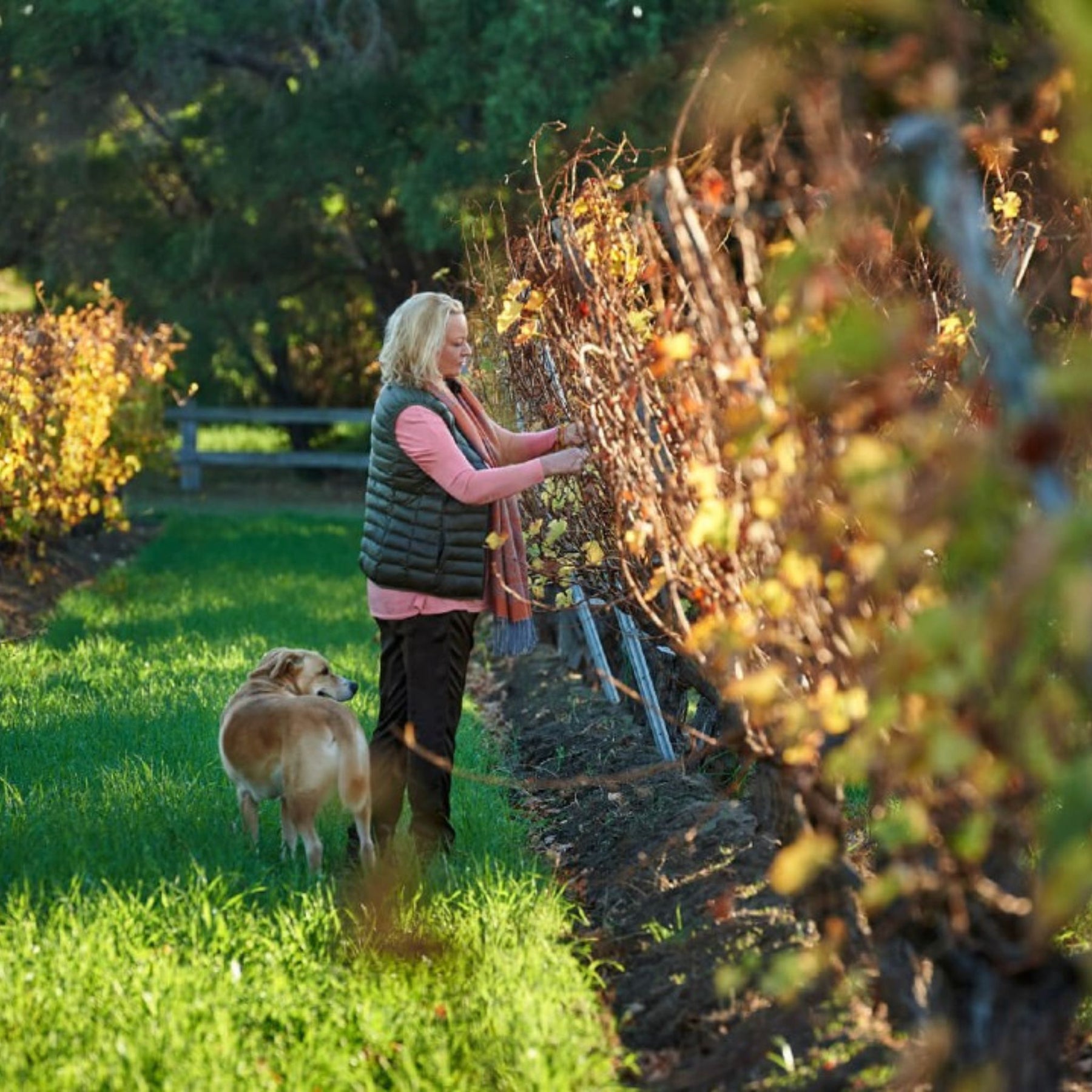 Cullen Wines Diana Madeline 2024