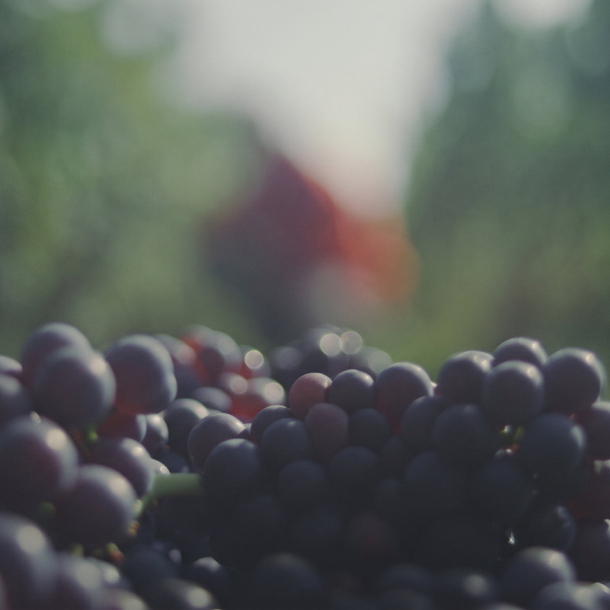 Cullen Wines Diana Madeline 2014