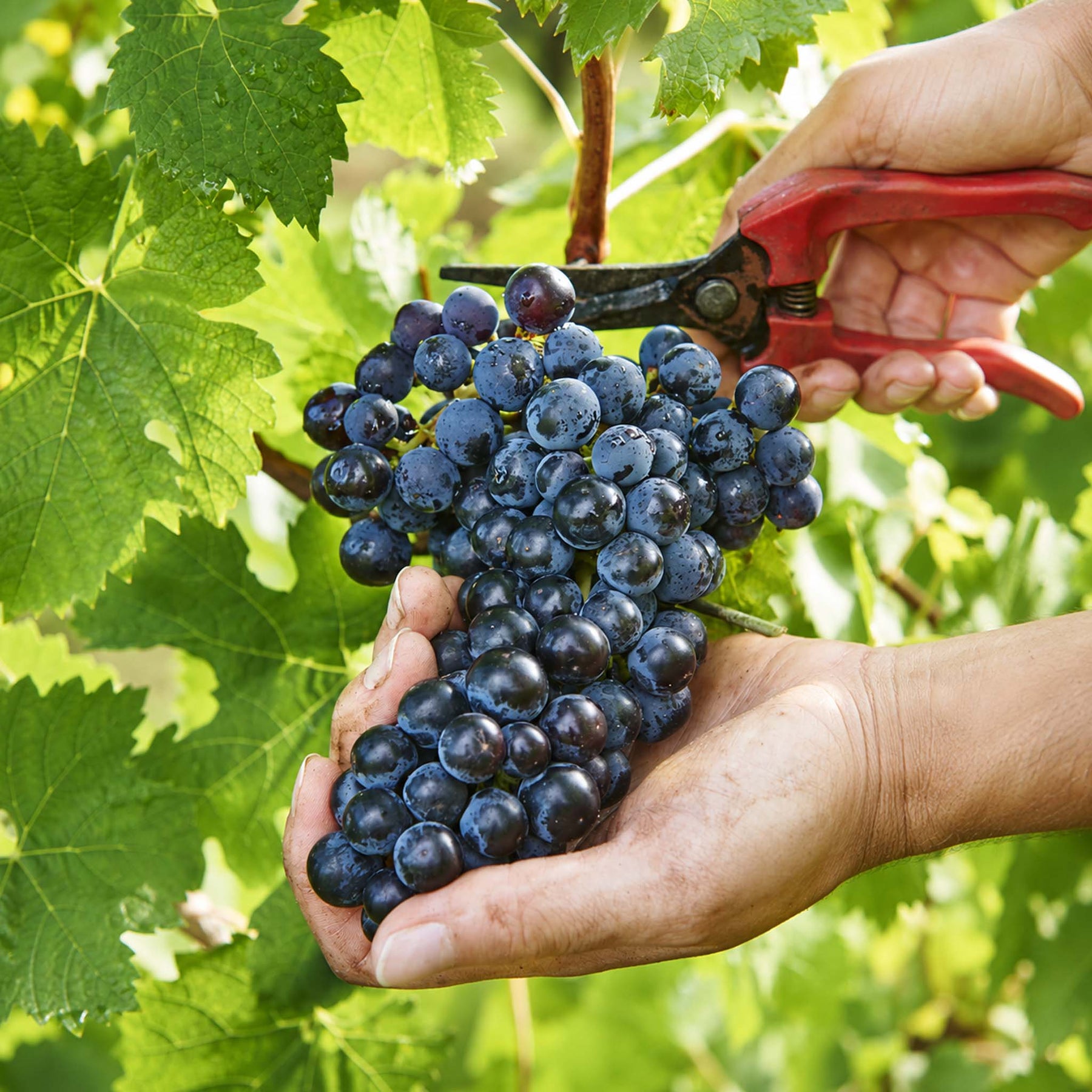 Cullen Wines Diana Madeline 2024