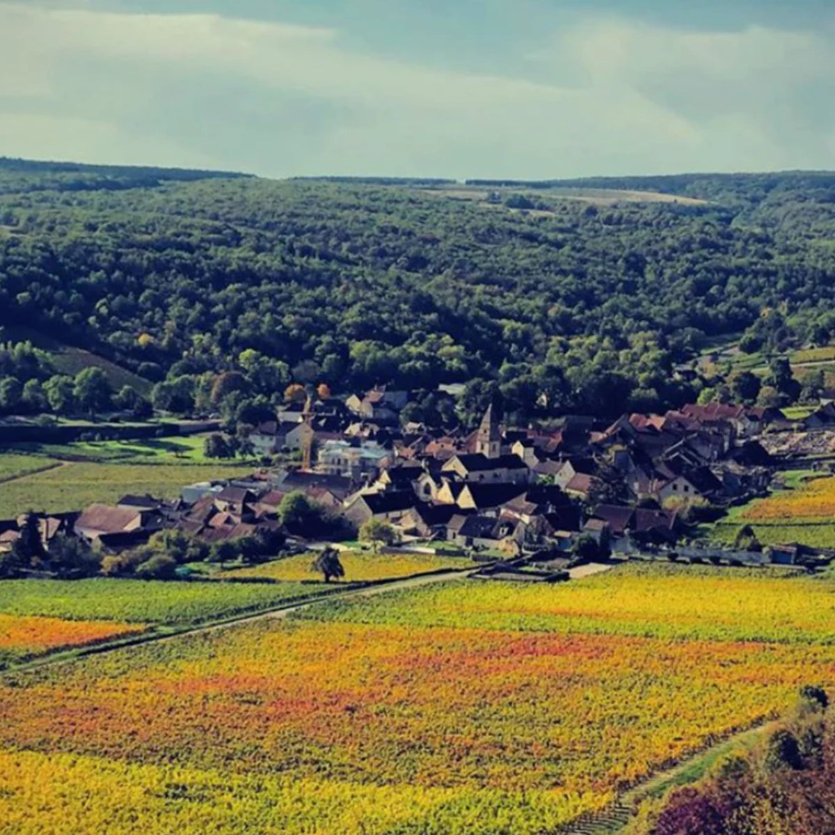 Domaine Joseph Colin Saint Aubin Compendium 2023