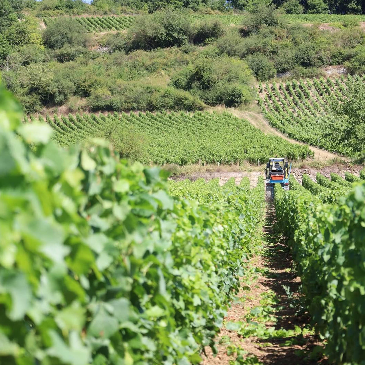 Domaine Lucien Muzard Pommard Les Cras 2023