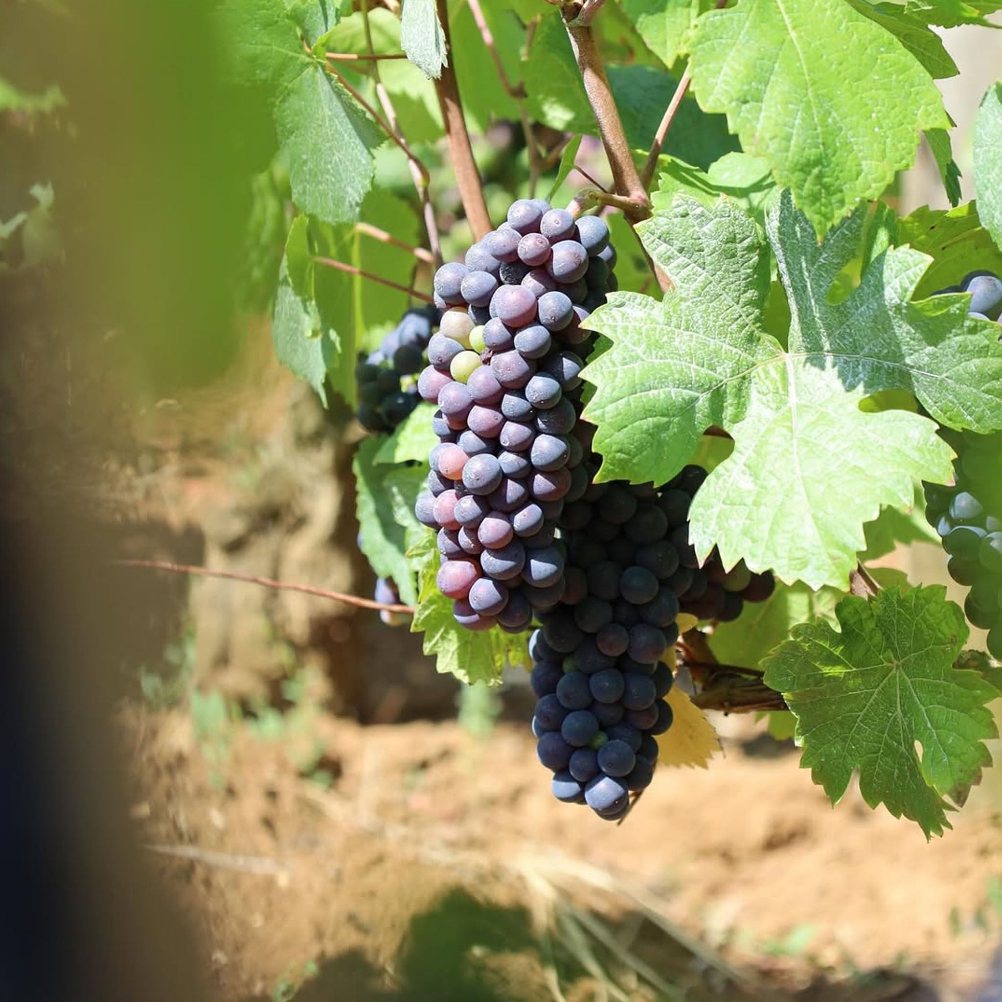 Domaine Lucien Muzard Bourgogne Rouge 2023