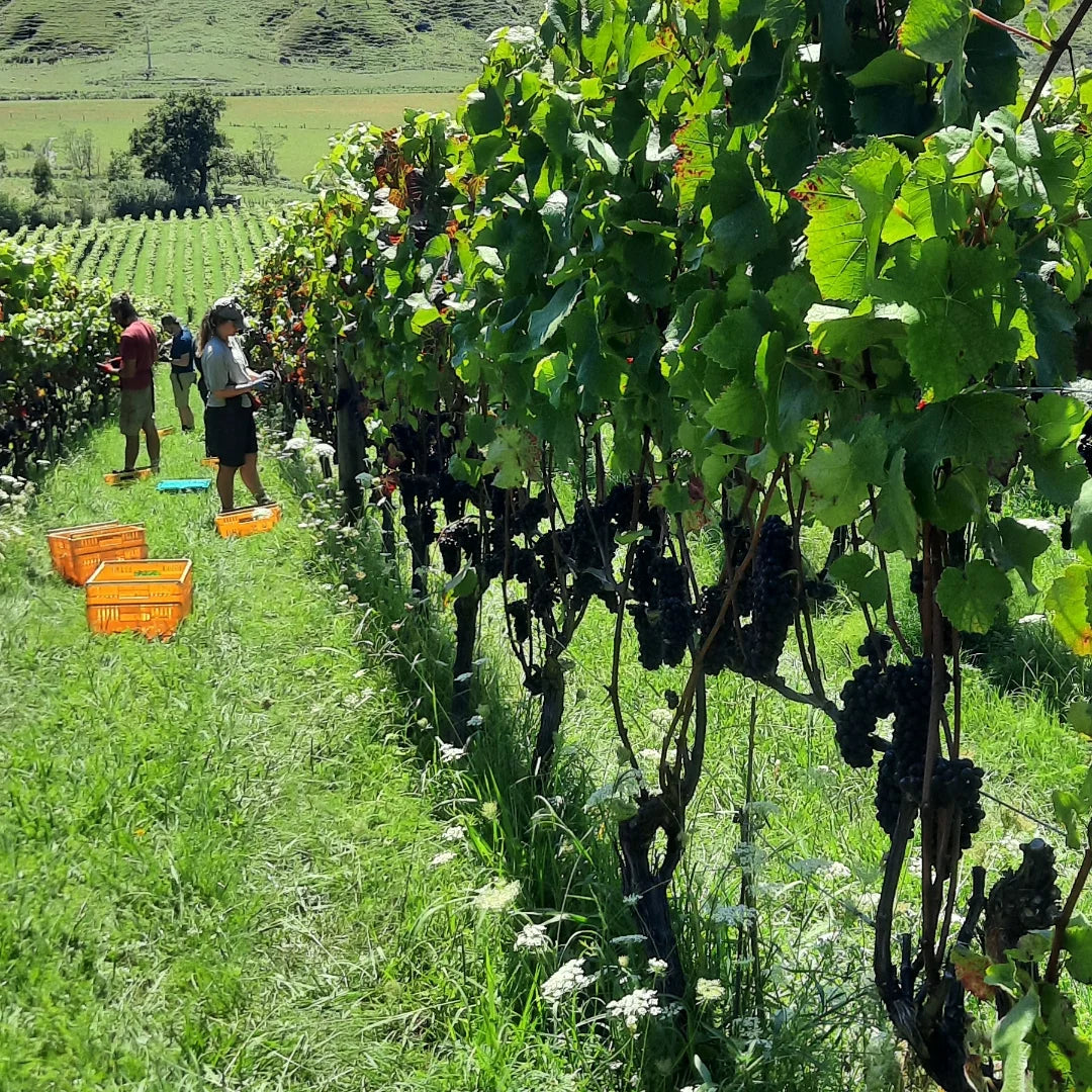 Millton La Cote Pinot Noir 2024