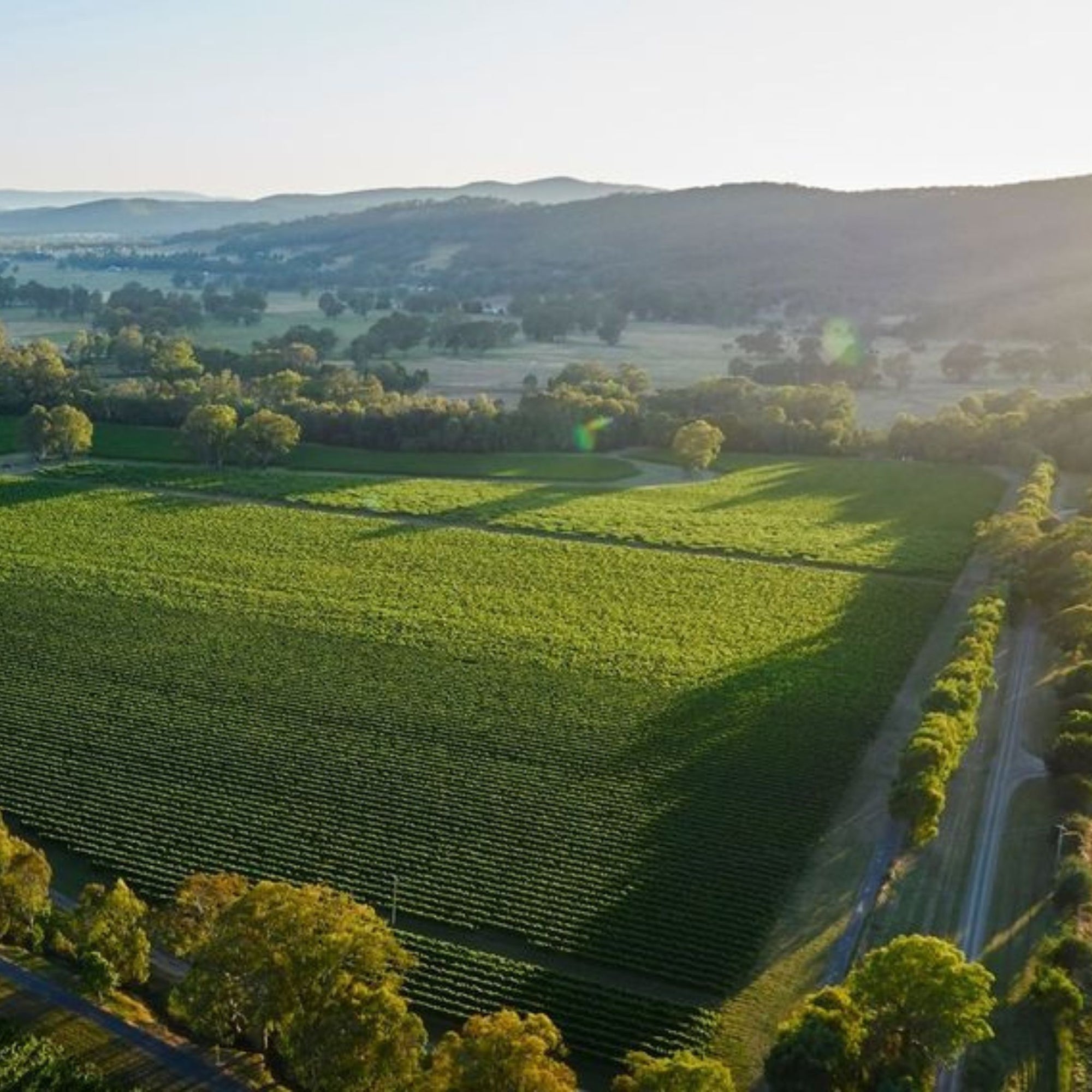The fruit for this Noble One was sourced from a long standing grower of De Bortoli Wines Botrytis and from their own Estate Vineyard, in Riverina. Both vineyards have an enduring history of producing Botrytis Semillon of excellent quality. - Kent Street Cellars