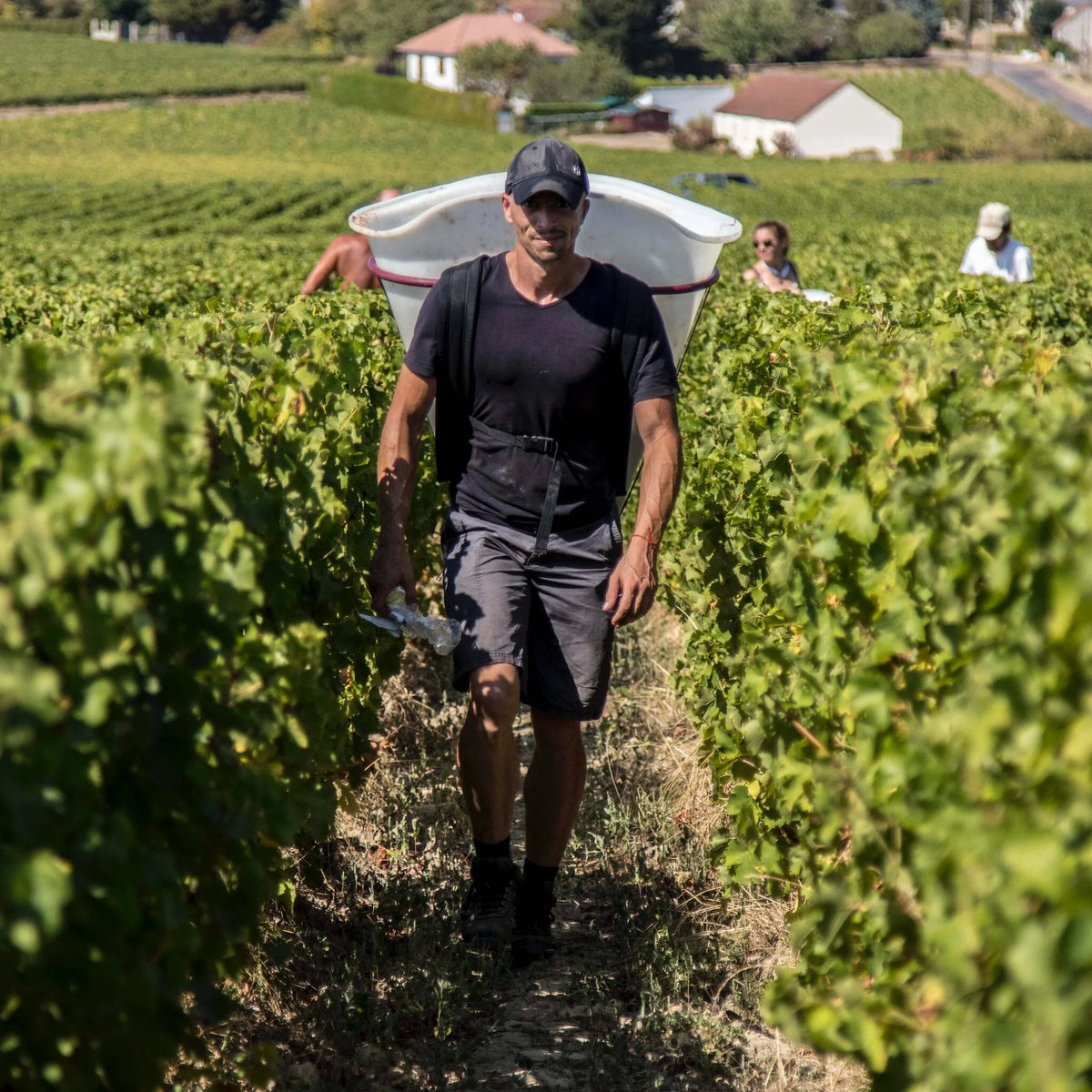 Domaine Didier Dagueneau Vin de France Buisson Renard 2022