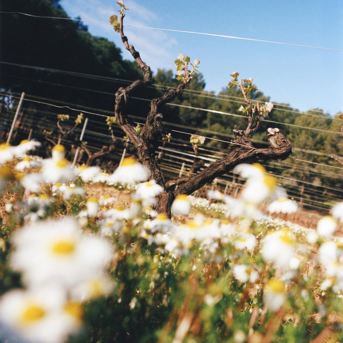 Domaines Ott Chateau Romassan Bandol Rose 2024