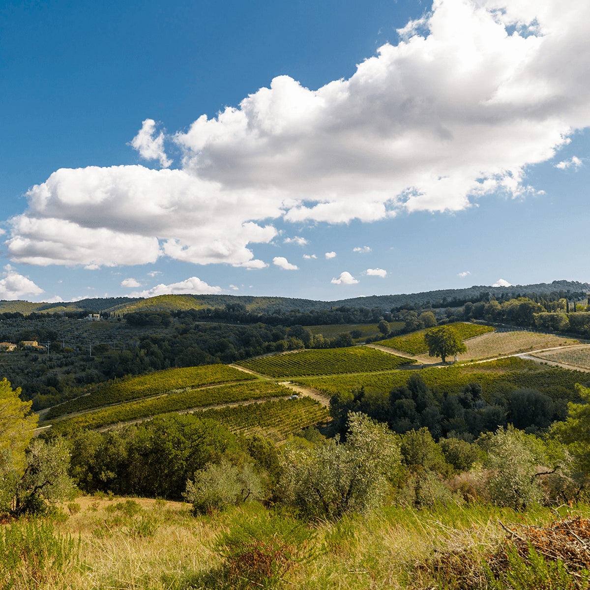 Domaine Chanson Chablis 1er Cru Montmains 2021