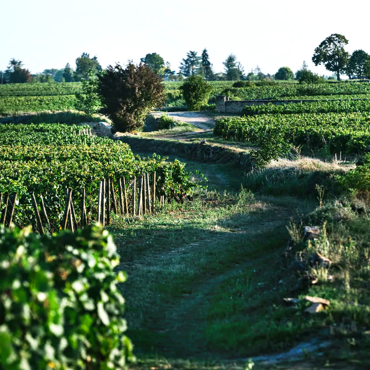 Domaine Chanson Beaune Bressandes 1er Cru 2020