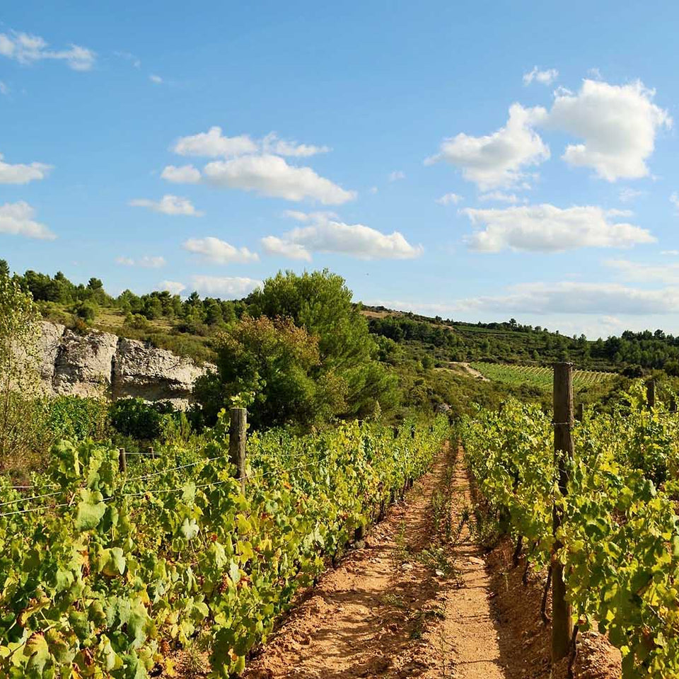 The Vineyard brand story